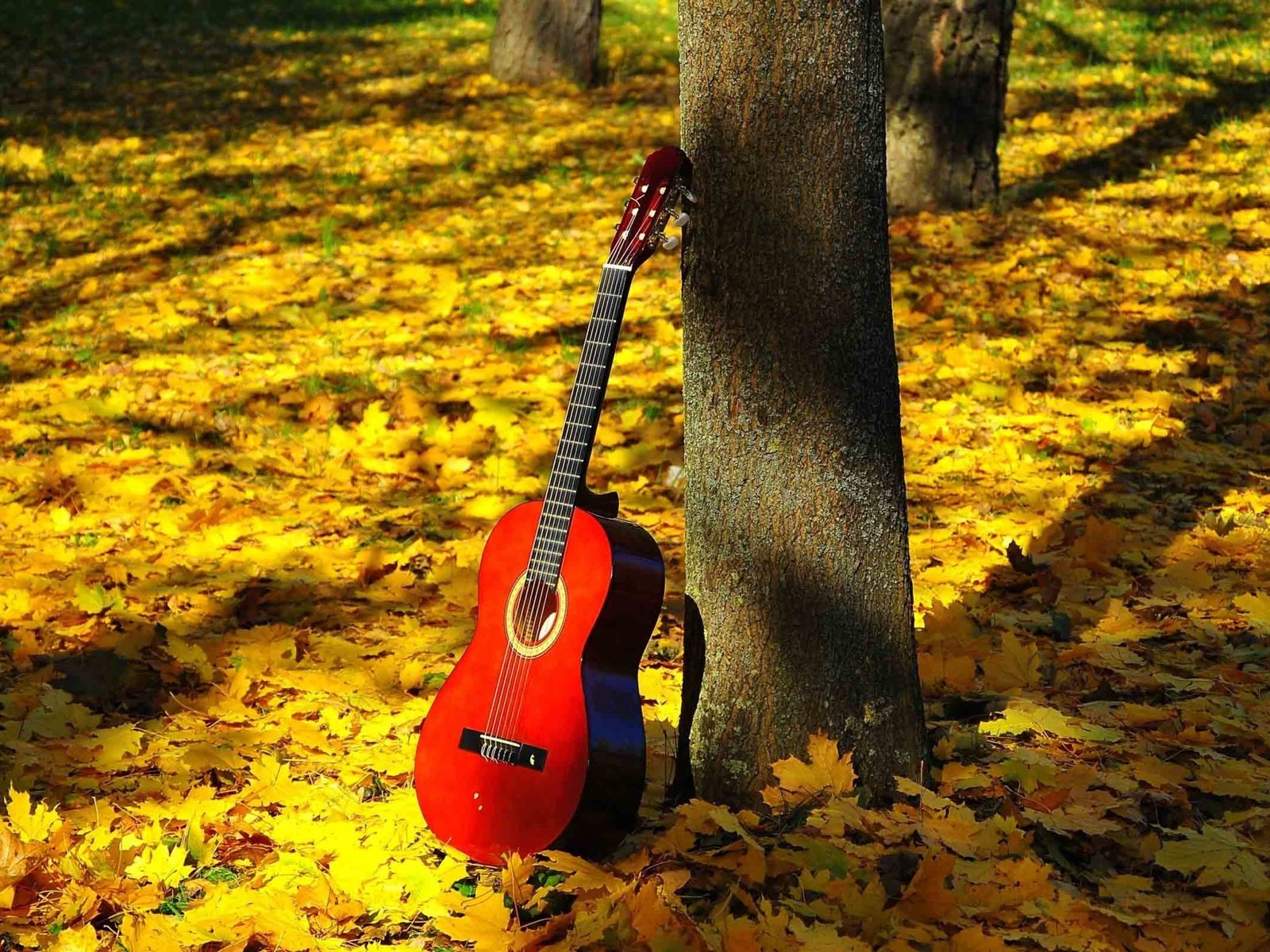 Обои природа, листья, гитара, листва, осень, струны, nature, leaves, guitar, foliage, autumn, strings разрешение 5120x3200 Загрузить