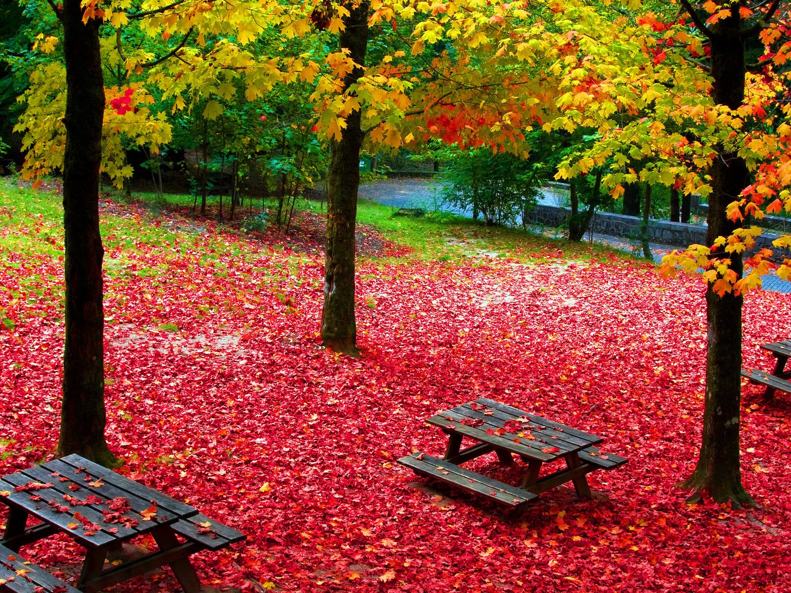 Обои деревья, парк, листва, осень, стол для пикника, trees, park, foliage, autumn разрешение 3840x2160 Загрузить