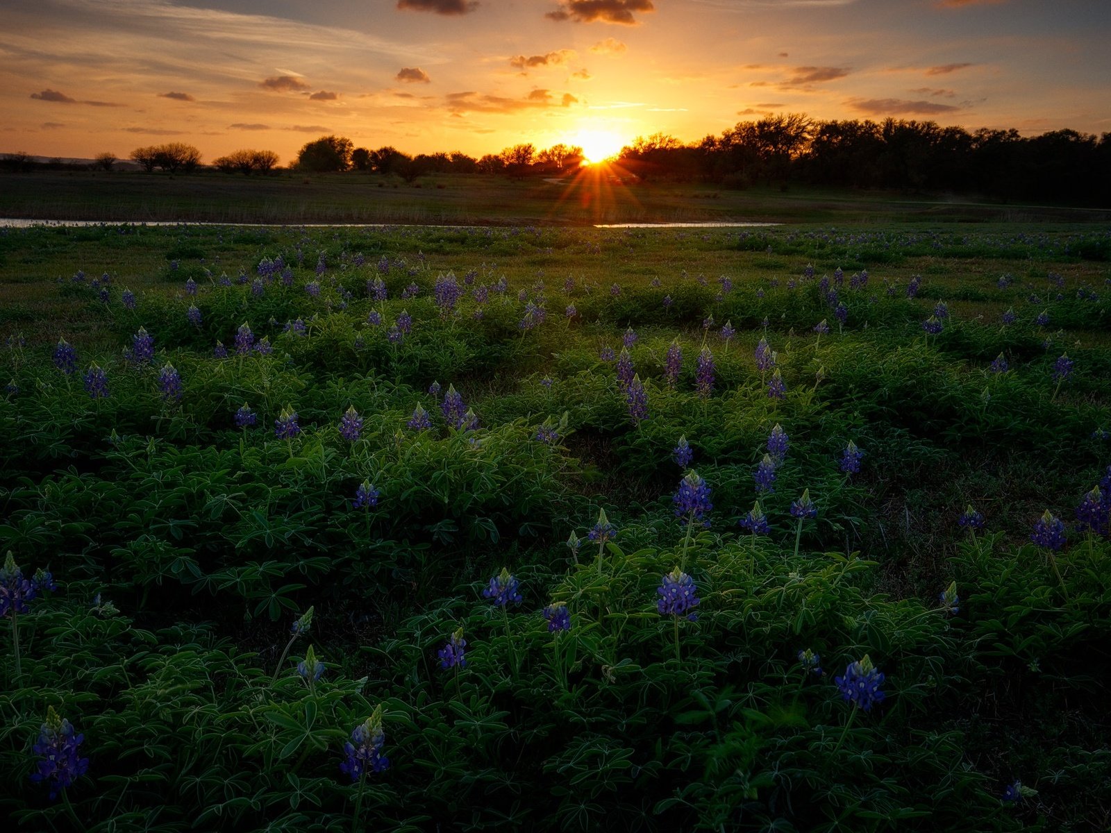 Обои цветы, солнце, закат, люпины, flowers, the sun, sunset, lupins разрешение 2048x1365 Загрузить