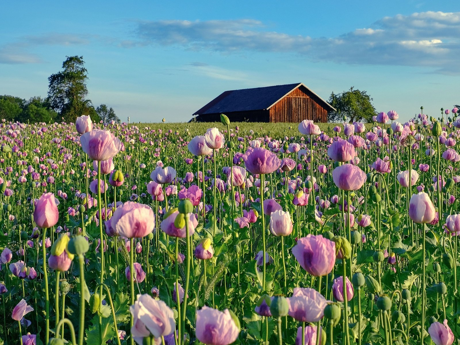 Обои небо, цветы, маки, дом, домик, плантация, маковое поле, the sky, flowers, maki, house, plantation, poppy field разрешение 3840x2160 Загрузить