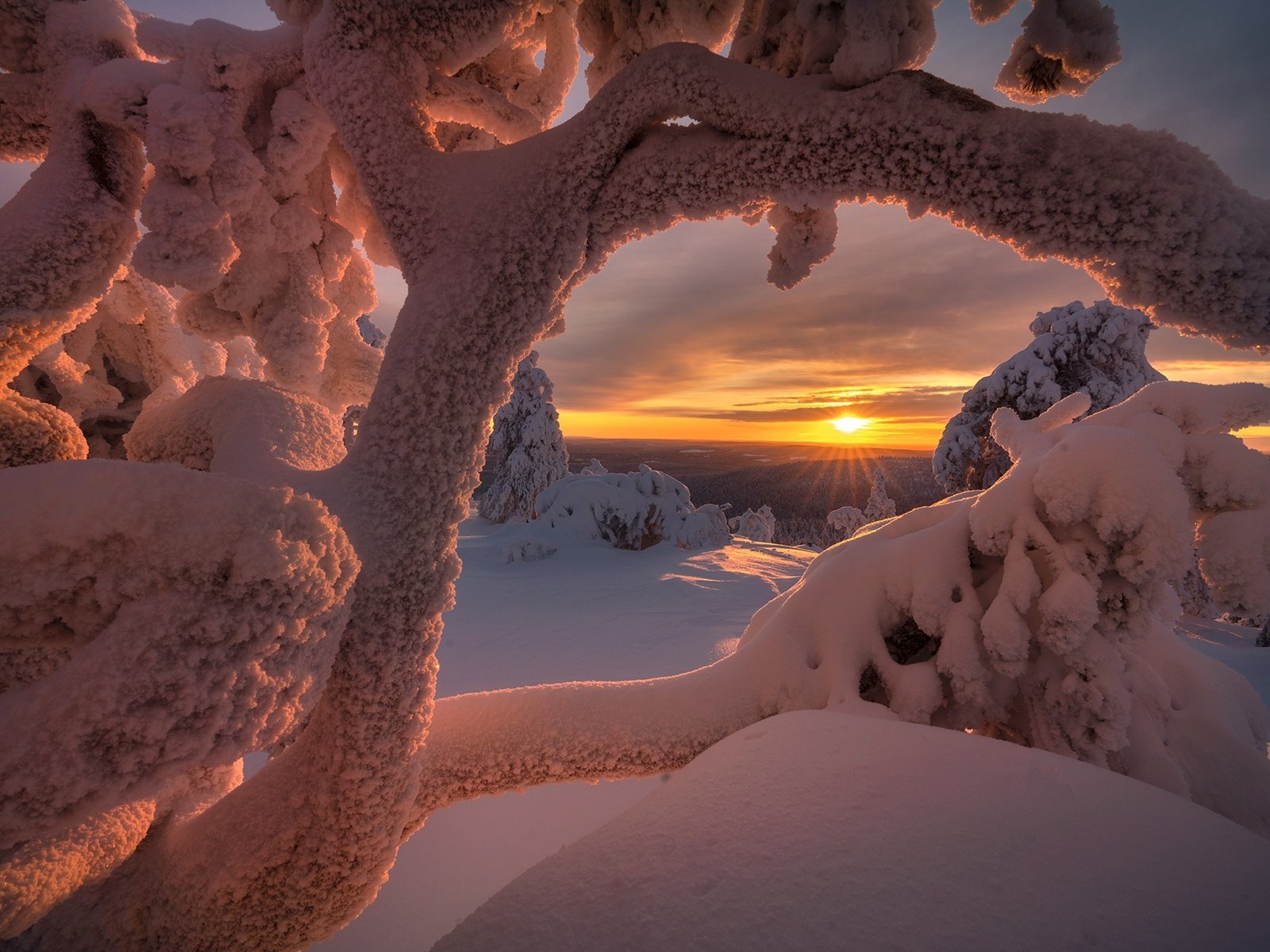 Обои деревья, солнце, снег, природа, зима, лучи, пейзаж, заполярье, trees, the sun, snow, nature, winter, rays, landscape, the arctic разрешение 1920x1281 Загрузить