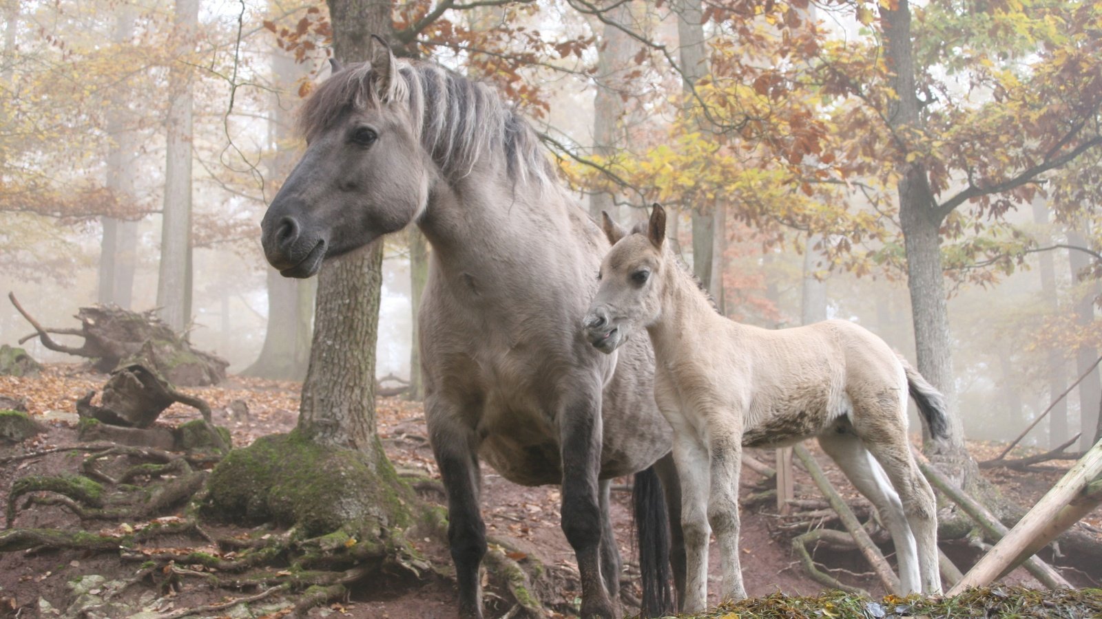 Обои лошадь, деревья, лес, horse, trees, forest разрешение 3504x2336 Загрузить