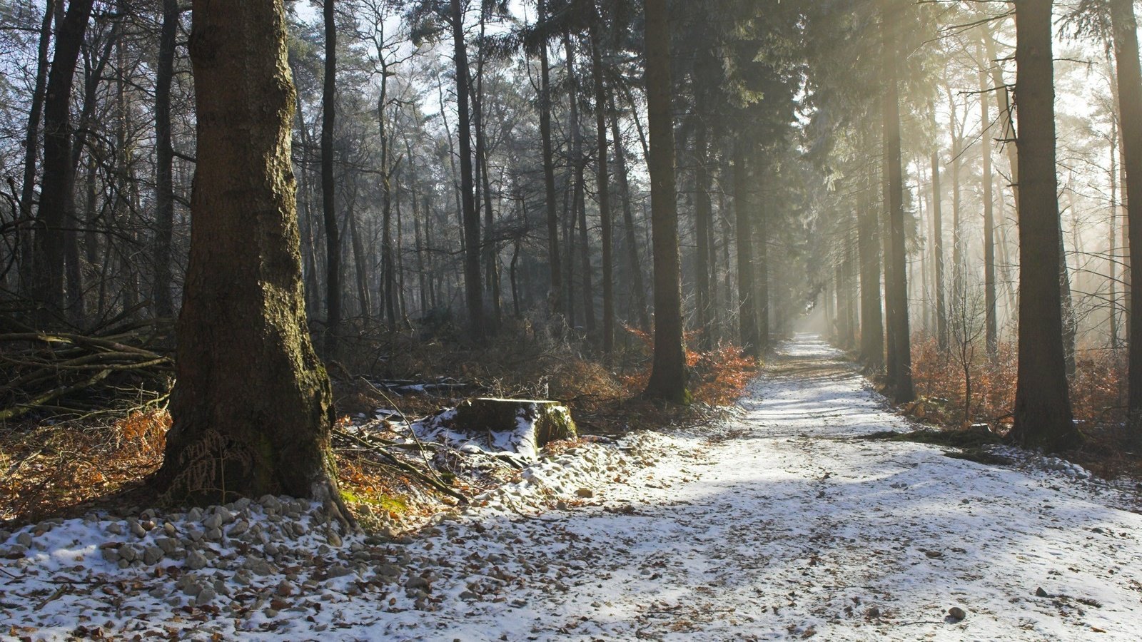 Обои дорога, дымка, деревья, природа, лес, зима, утро, осень, красота, road, haze, trees, nature, forest, winter, morning, autumn, beauty разрешение 1920x1200 Загрузить