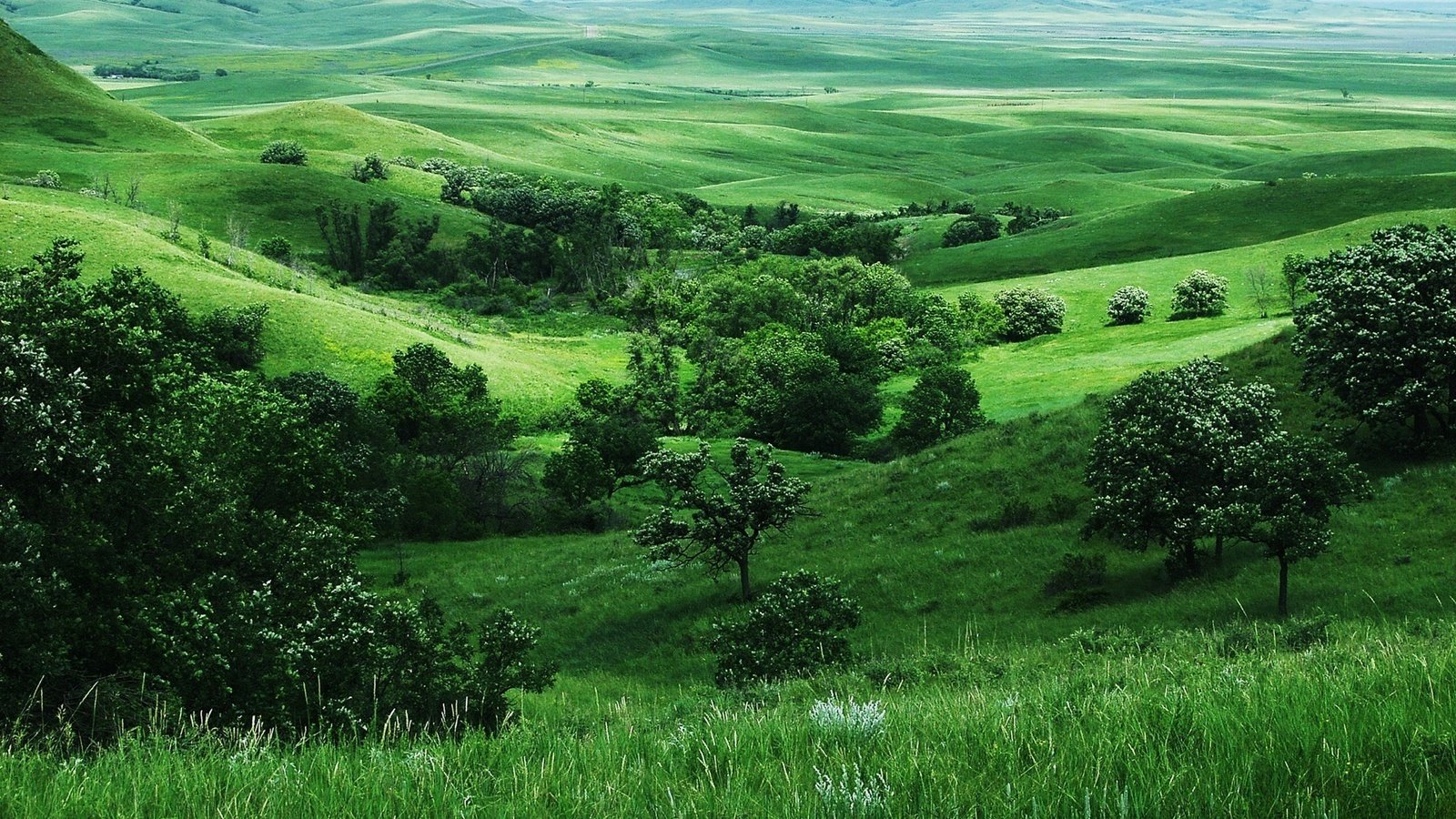 Обои трава, деревья, зелень, поля, grass, trees, greens, field разрешение 1920x1200 Загрузить