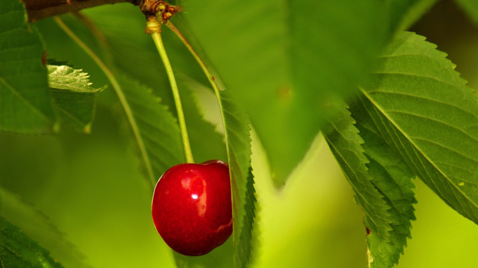 Обои листья, ягода, красная, черешня, спелая, одинокая, зеленые, leaves, berry, red, cherry, ripe, lonely, green разрешение 2560x1600 Загрузить