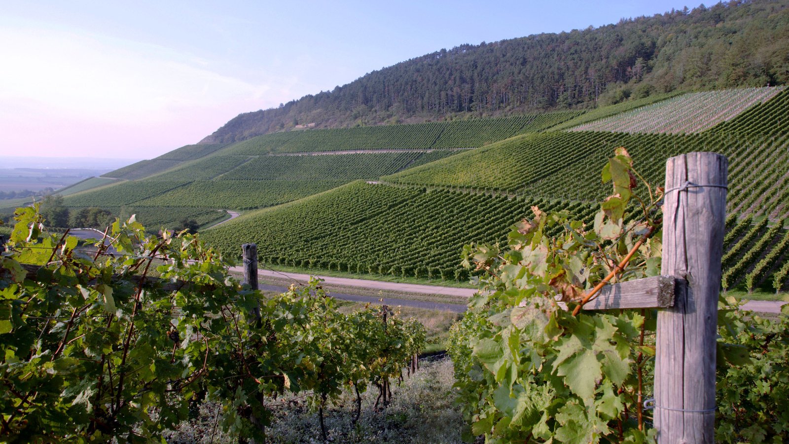 Обои виноград, виноградная лоза, виноградник, grapes, vine, vineyard разрешение 1920x1200 Загрузить