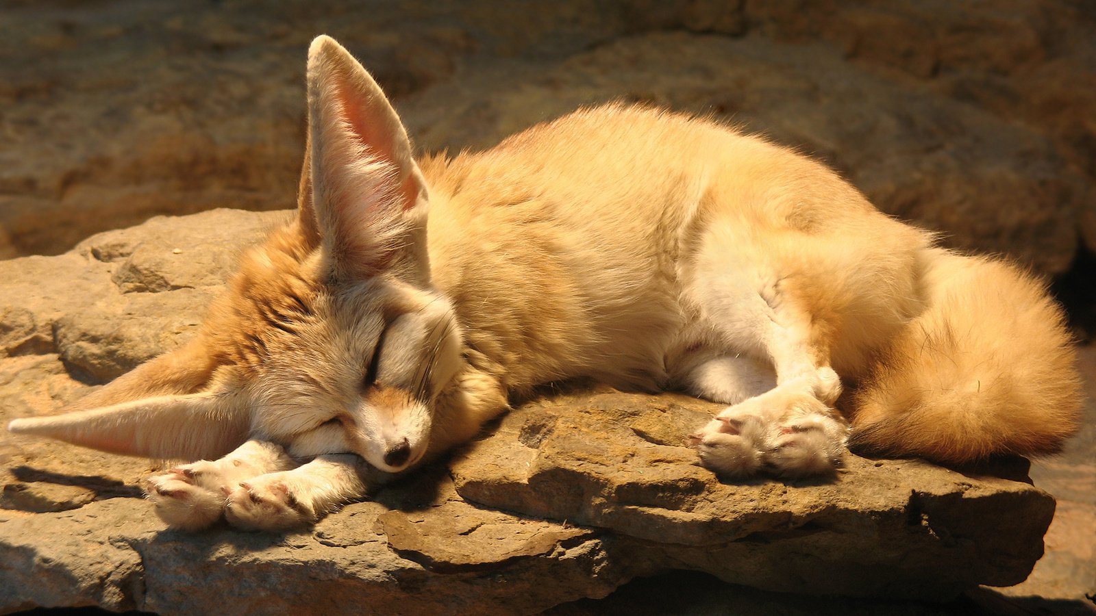 Обои спит, фенек, лисица, ушки, отдыхает, sleeping, fenech, fox, ears, resting разрешение 1920x1080 Загрузить