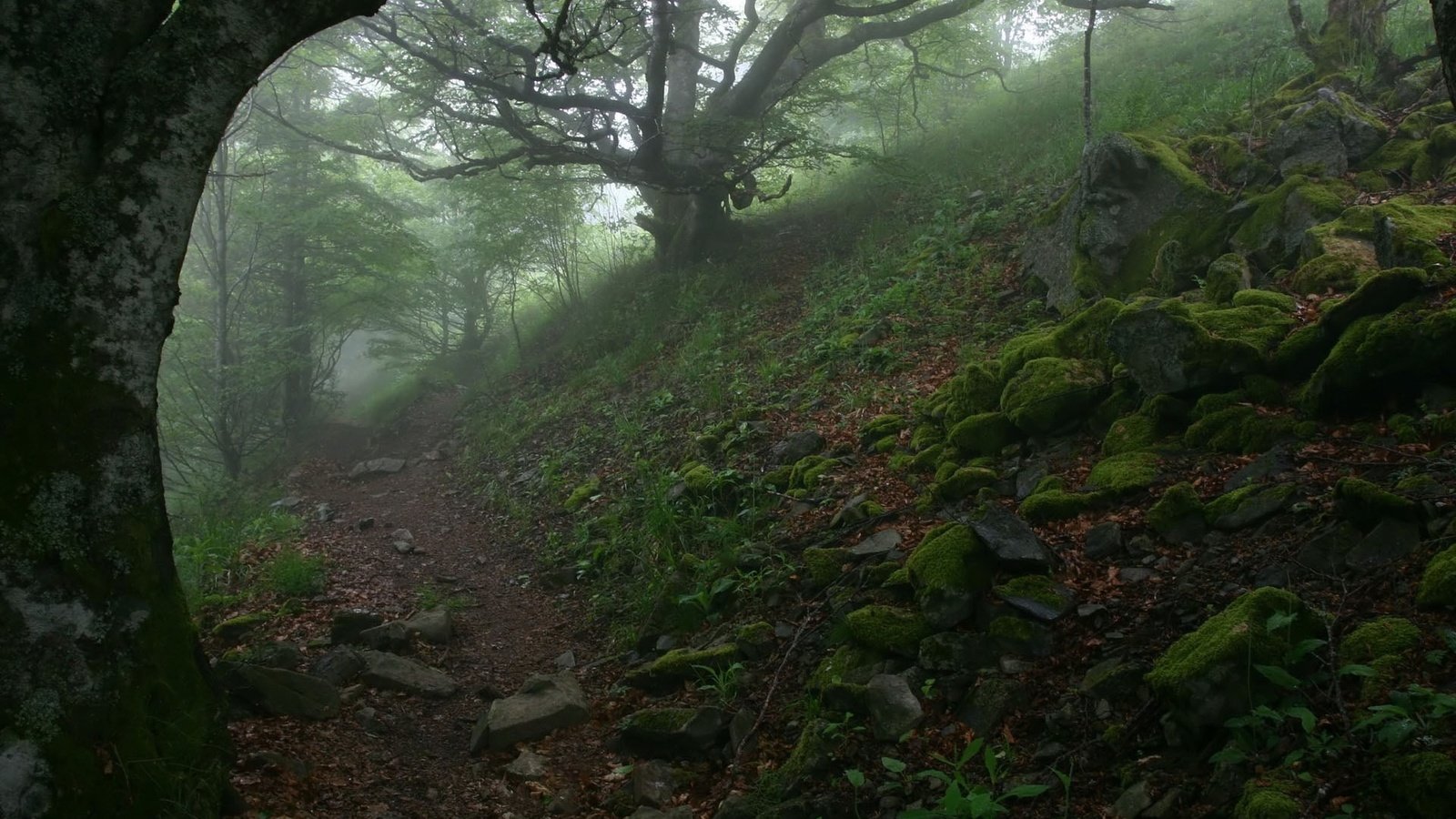 Обои деревья, камни, туман, тропа, trees, stones, fog, trail разрешение 1920x1200 Загрузить