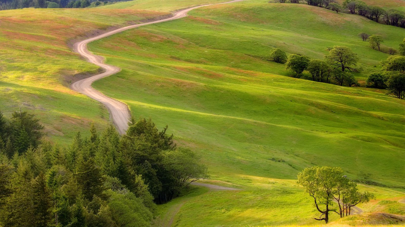 Обои дорога, кусты, луг, road, the bushes, meadow разрешение 1920x1080 Загрузить