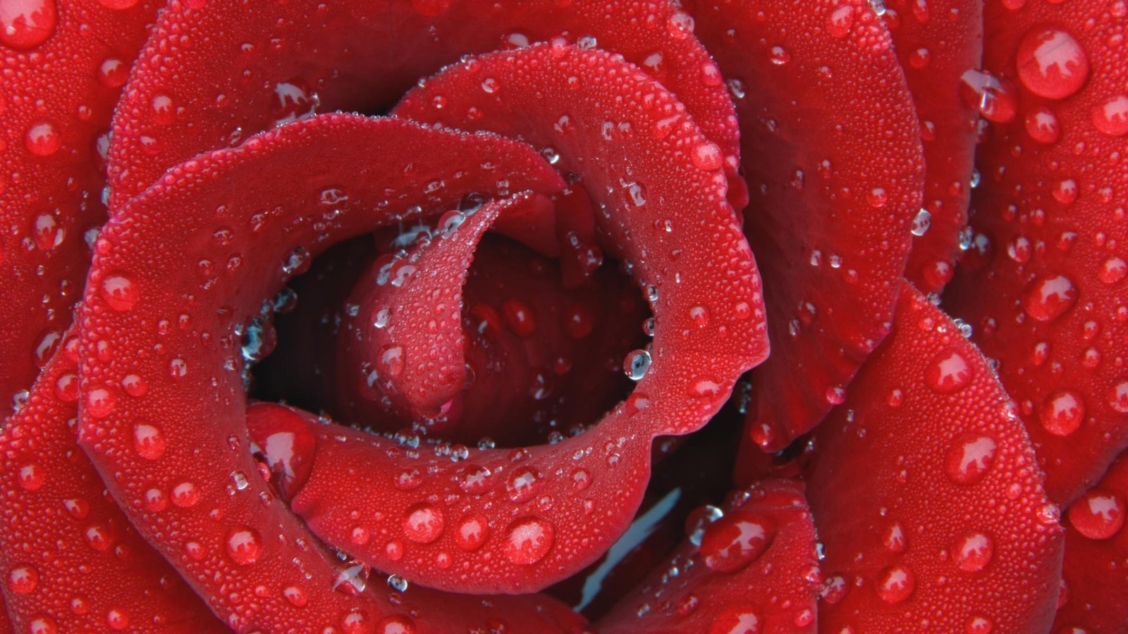 Обои капли, роза, лепестки, красный, drops, rose, petals, red разрешение 1920x1080 Загрузить