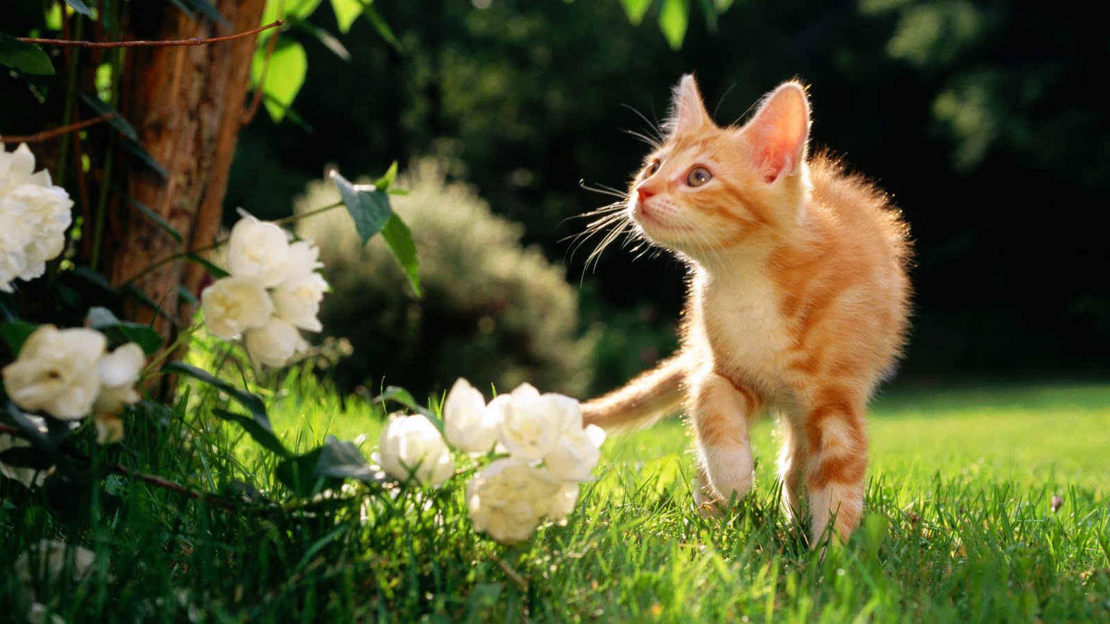 Обои цветы, рыжий котяра, травка, flowers, a ginger cat, weed разрешение 1920x1200 Загрузить