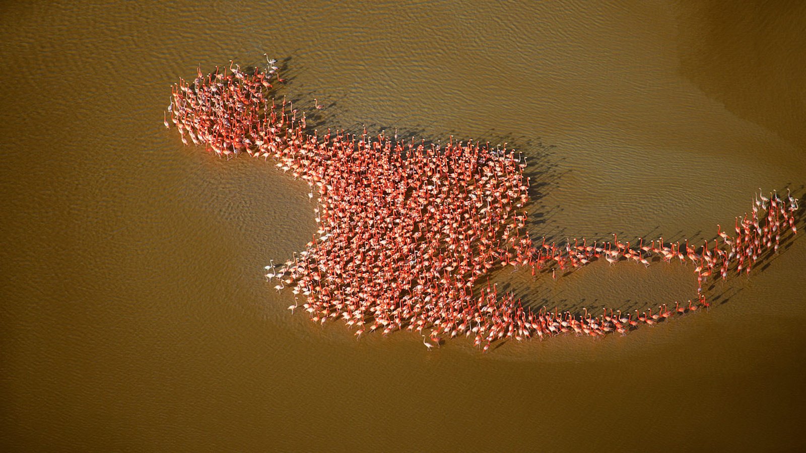 Обои фламинго, мексика, flamingo, mexico разрешение 1920x1200 Загрузить