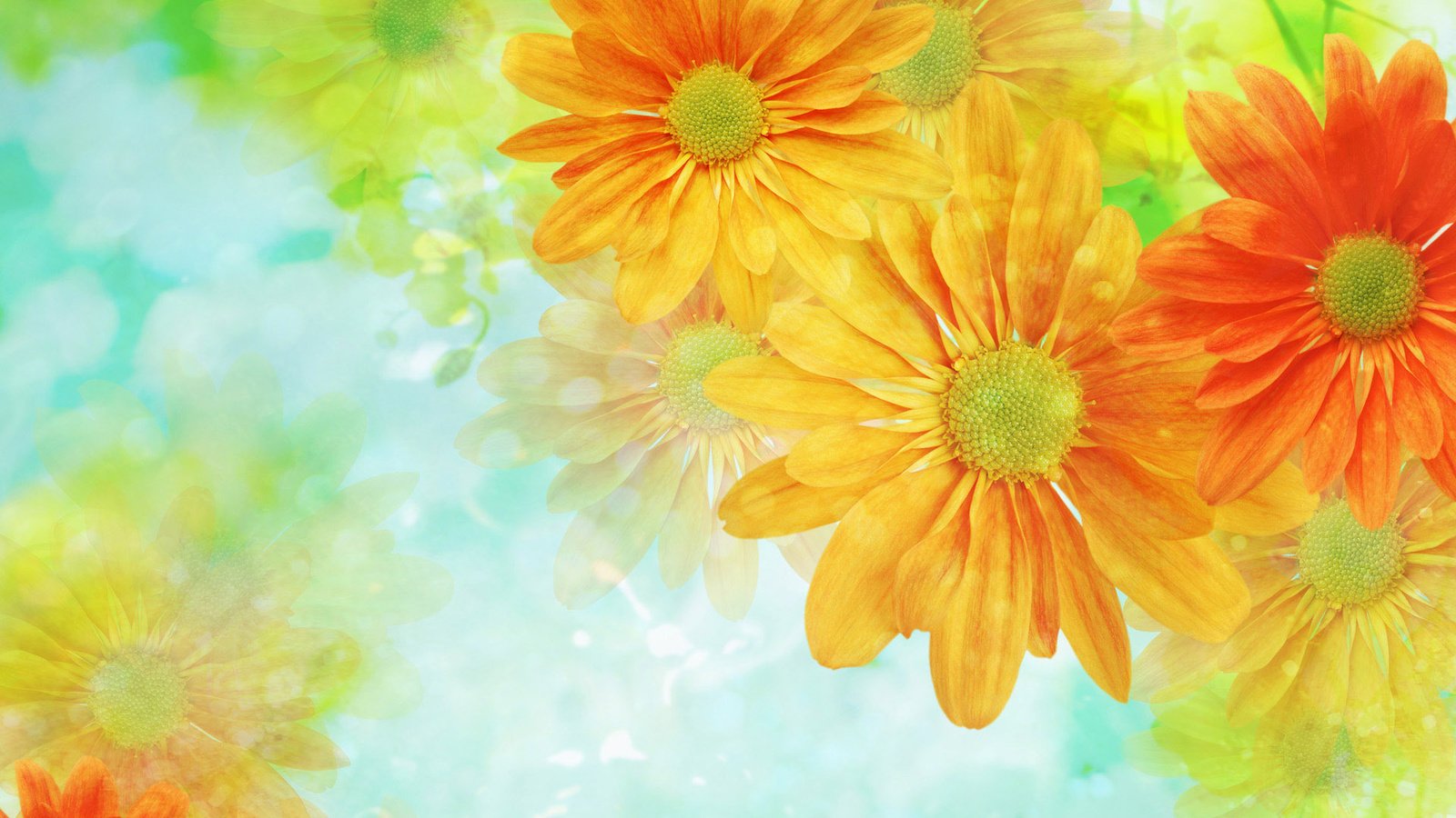 Обои цветы, обои, фон, светлый, flowers, wallpaper, background, light разрешение 1920x1200 Загрузить