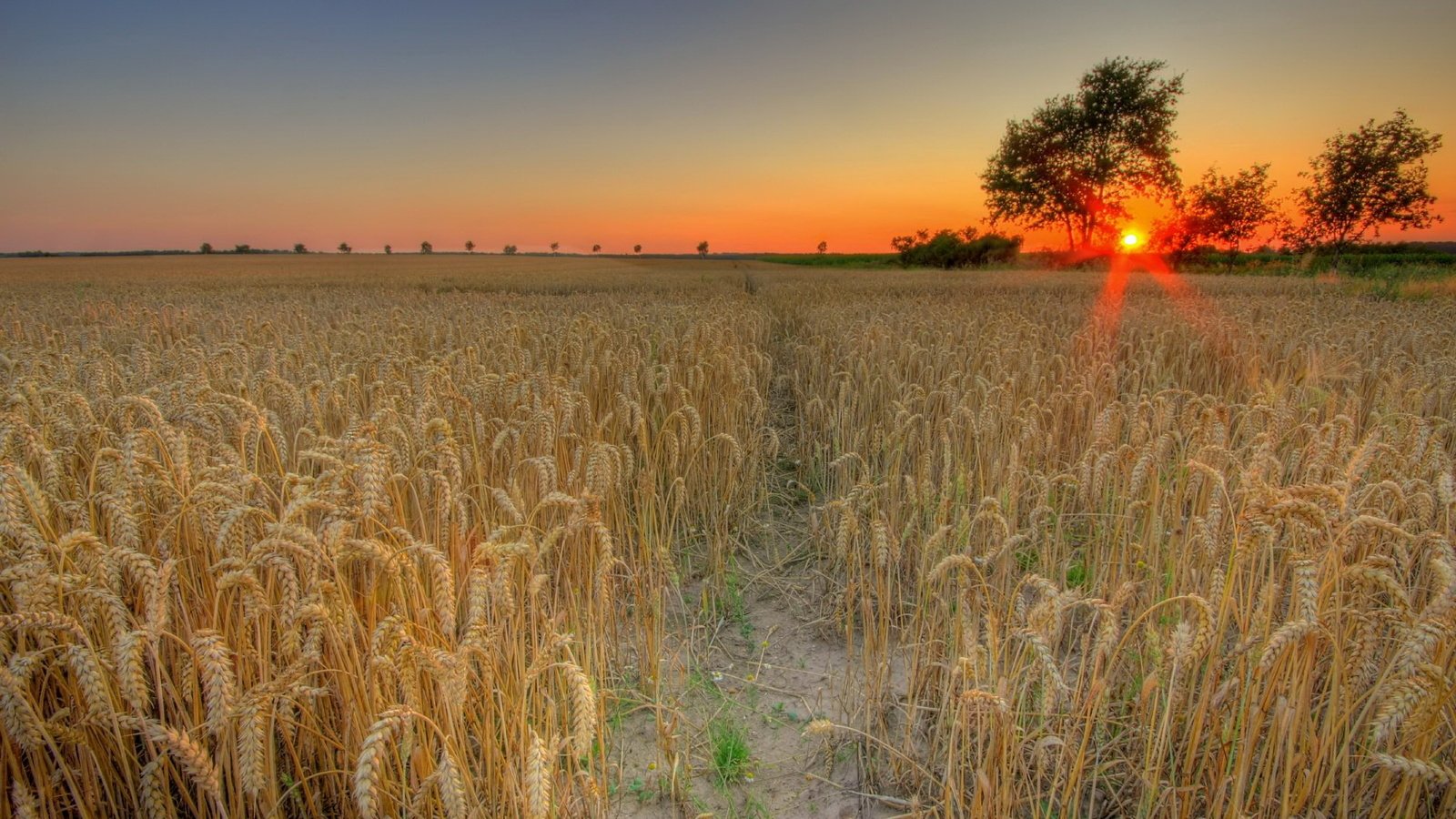 Обои солнце, закат, поле, пшеница, the sun, sunset, field, wheat разрешение 1944x1311 Загрузить