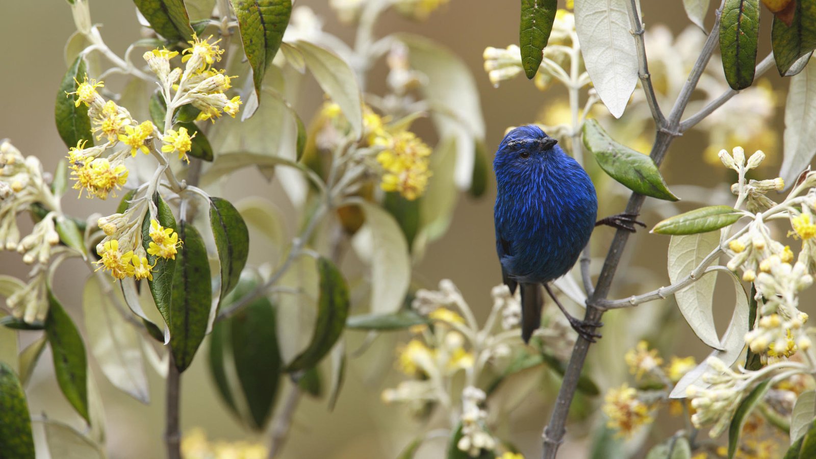 Обои цветы, ветка, птичка, flowers, branch, bird разрешение 1920x1080 Загрузить