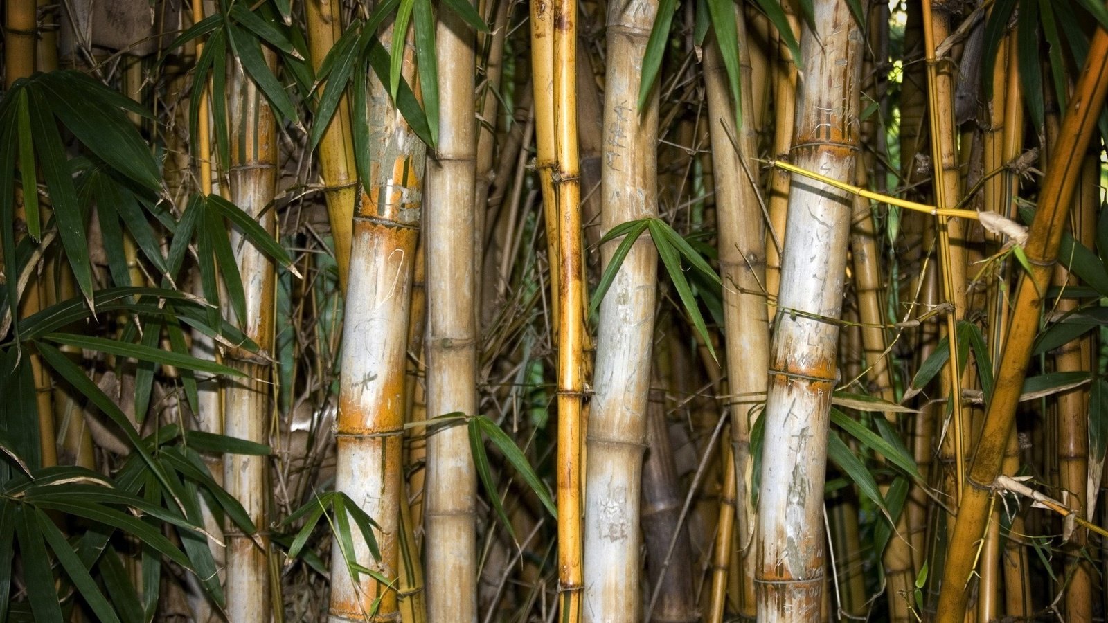 Обои листья, бамбук, leaves, bamboo разрешение 1920x1440 Загрузить