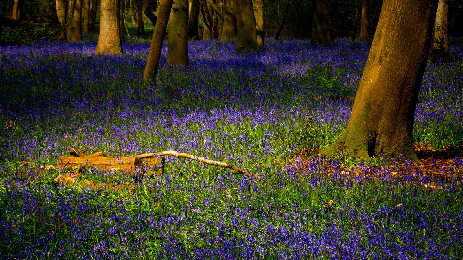 Обои цветы, трава, лес, flowers, grass, forest разрешение 1920x1201 Загрузить