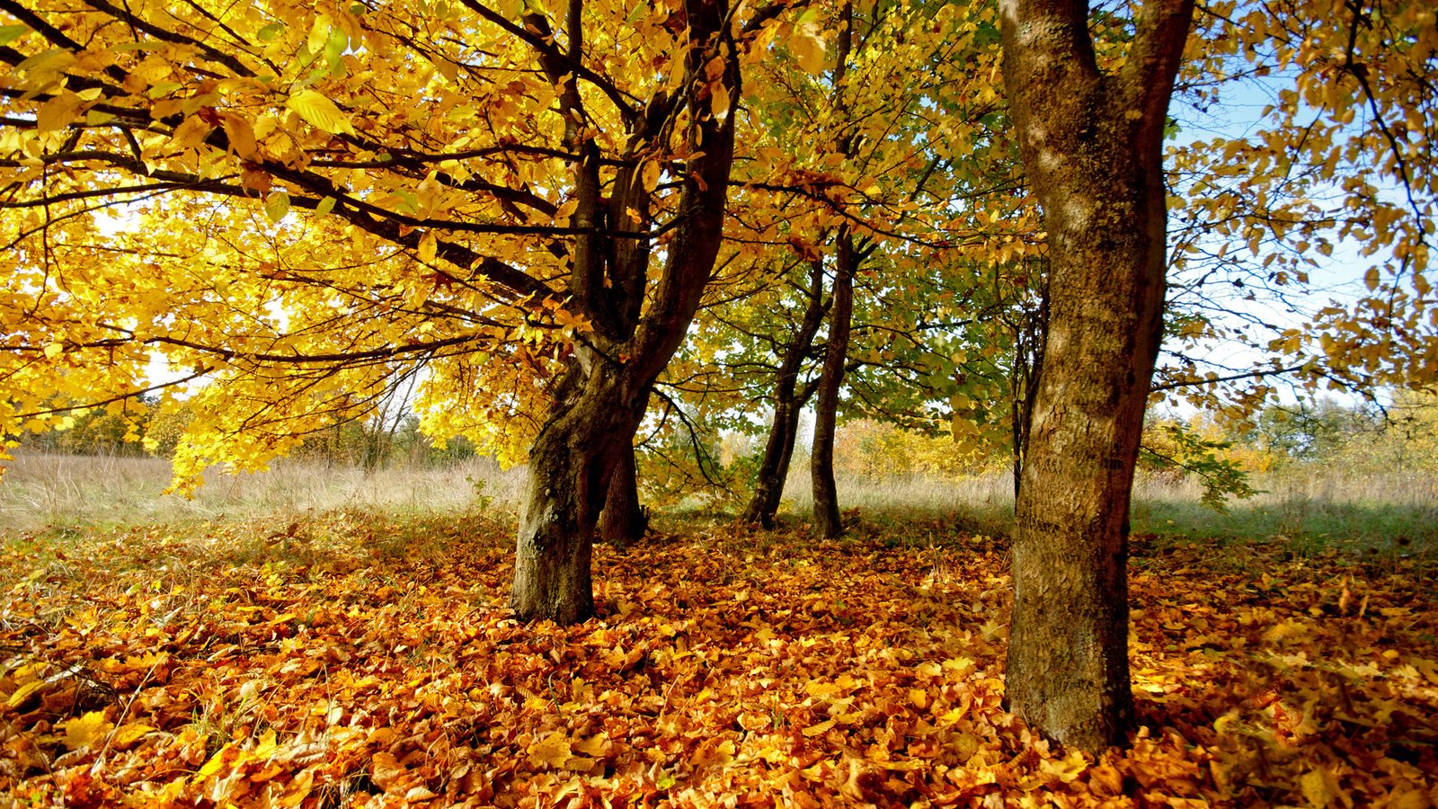 Обои деревья, природа, листья, фото, осень, осенние обои, trees, nature, leaves, photo, autumn, autumn wallpaper разрешение 1920x1200 Загрузить