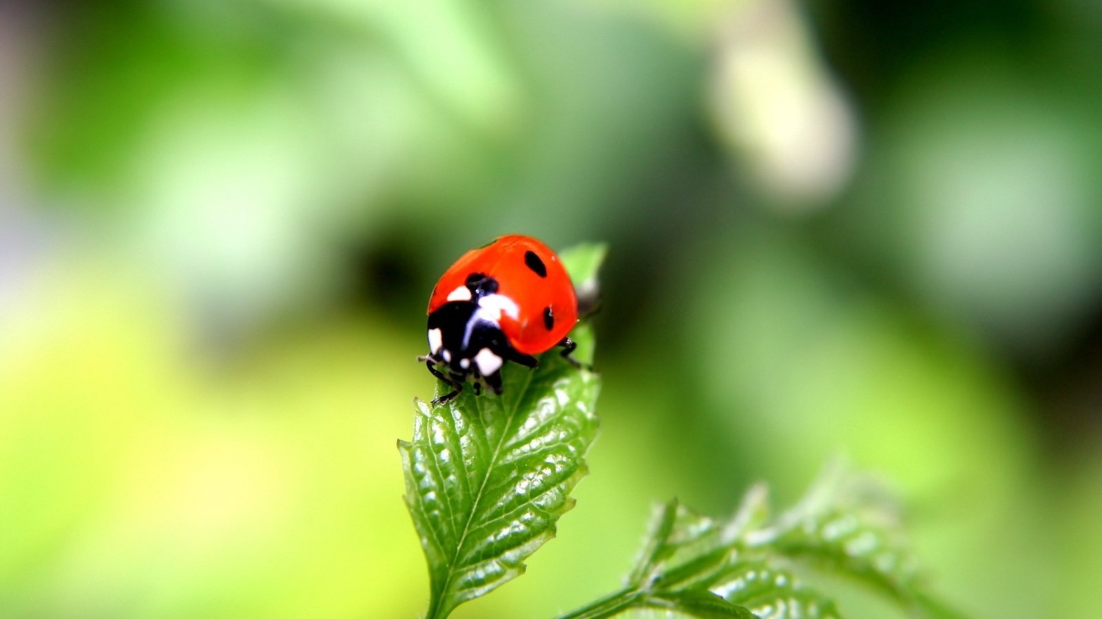 Обои зелёный, фокус камеры, жук, лист, green, the focus of the camera, beetle, sheet разрешение 1920x1440 Загрузить