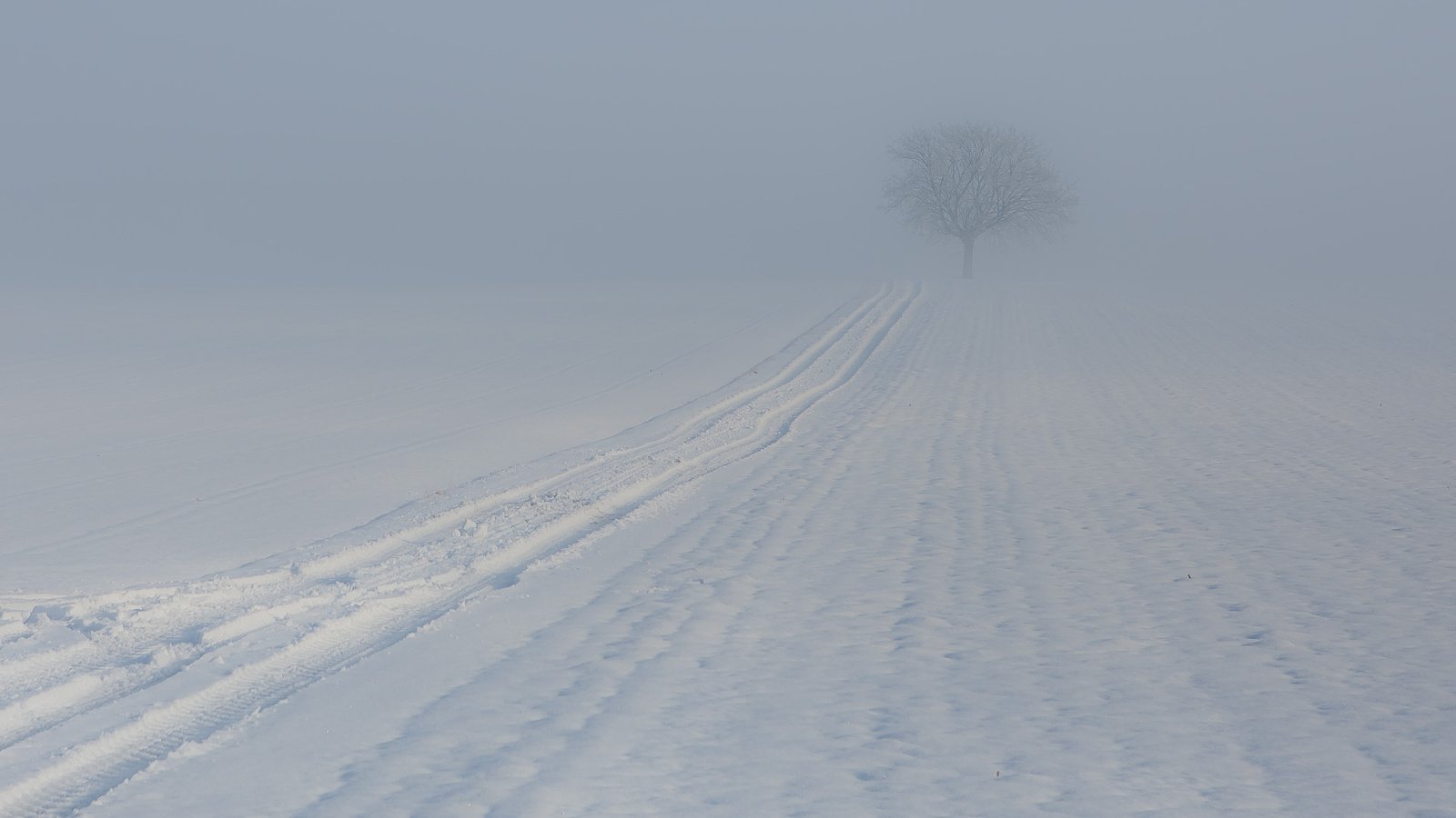 Обои дерево, зима, туман, след, tree, winter, fog, trail разрешение 1920x1252 Загрузить
