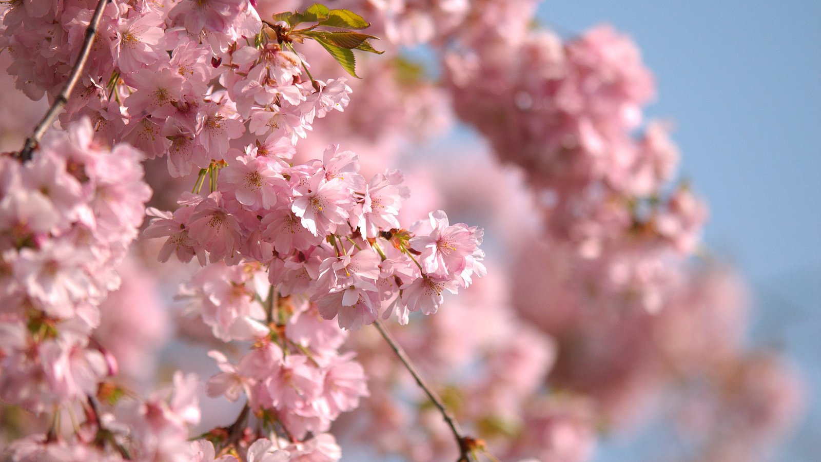 Обои небо, ветви, весна, розовые цветы, the sky, branch, spring, pink flowers разрешение 2560x1600 Загрузить