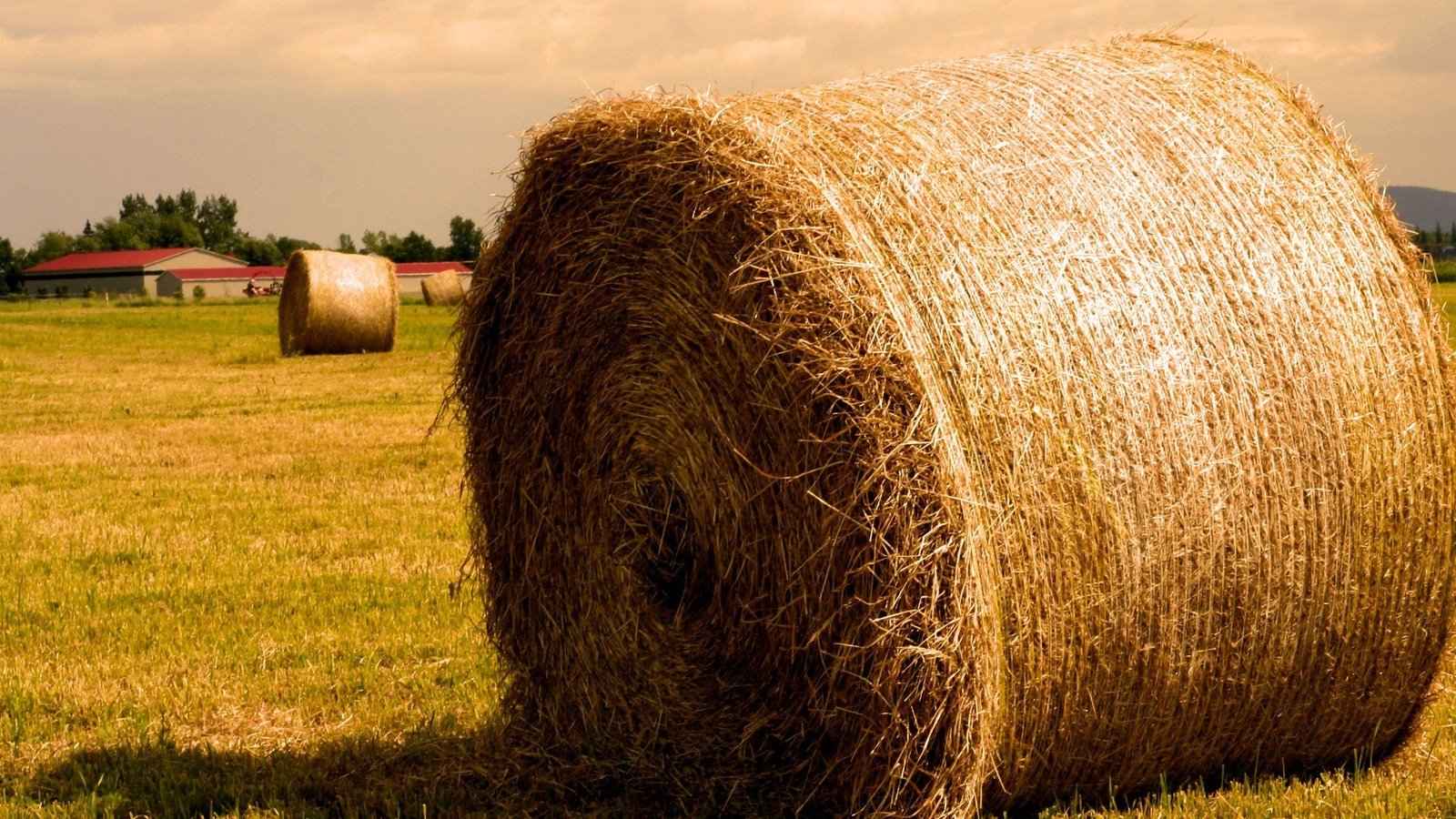 Обои поле, сено, солома, тюк, тюки, рулоны, field, hay, straw, bale, bales, rolls разрешение 1920x1440 Загрузить