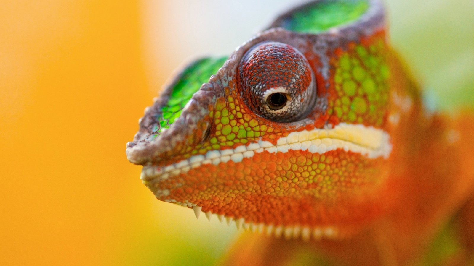 Обои животное, хамелеон, цветной, animal, chameleon, color разрешение 2560x1600 Загрузить