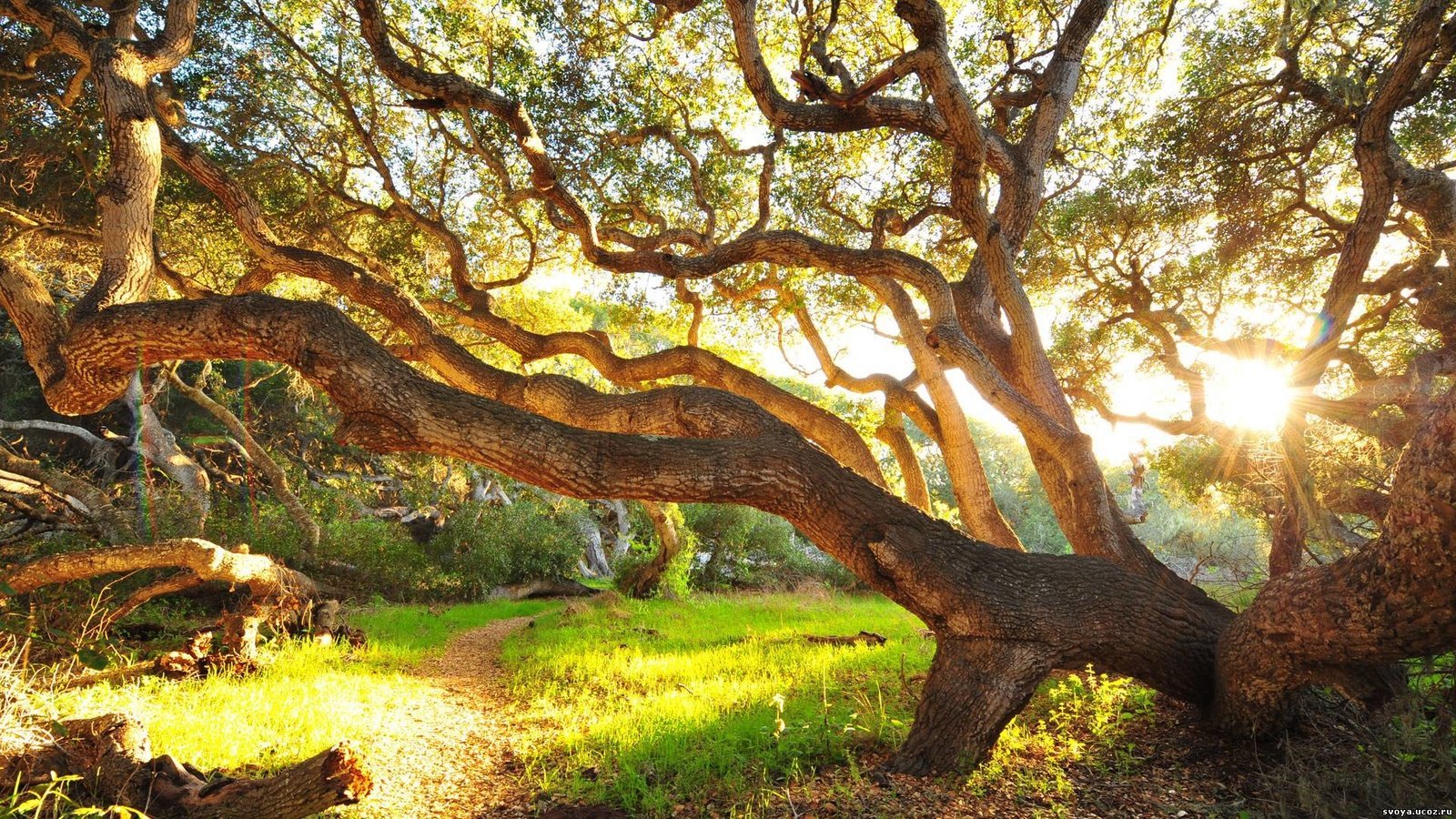 Обои трава, дерево, утро, кусты, grass, tree, morning, the bushes разрешение 1920x1080 Загрузить