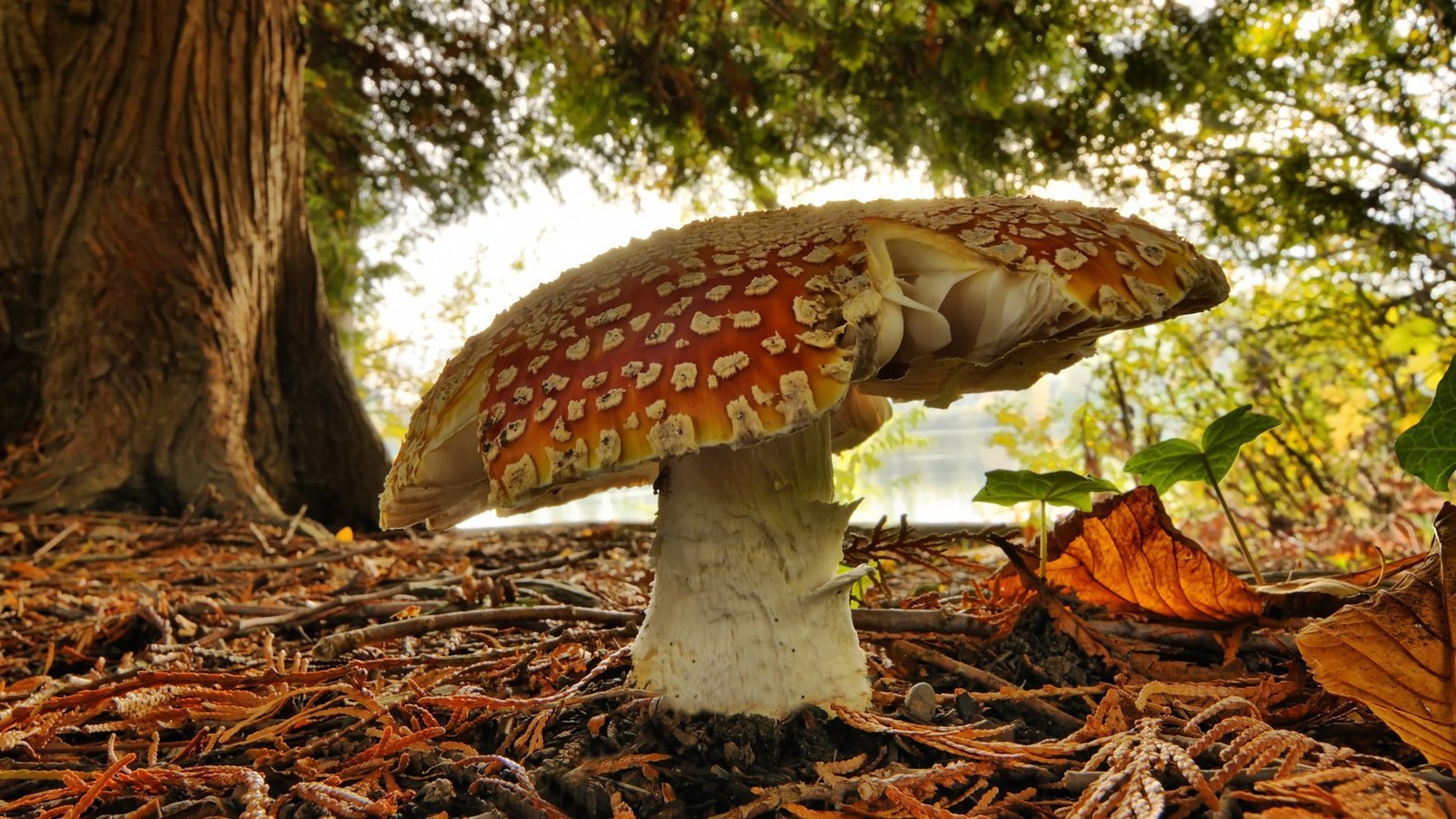 Обои природа, зелень, лес, гриб, мухомор, осенние листья, nature, greens, forest, mushroom, autumn leaves разрешение 1905x1172 Загрузить