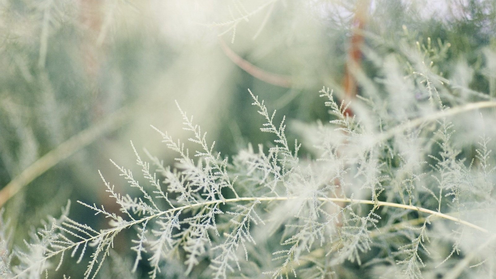 Обои трава, ветка, природа, белый, размытость, растение, grass, branch, nature, white, blur, plant разрешение 1920x1440 Загрузить