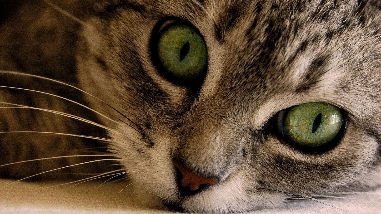 Обои макро, кот, мордочка, кошка, взгляд, кошаки, кошки, macro, cat, muzzle, look, koshak, cats разрешение 1920x1200 Загрузить