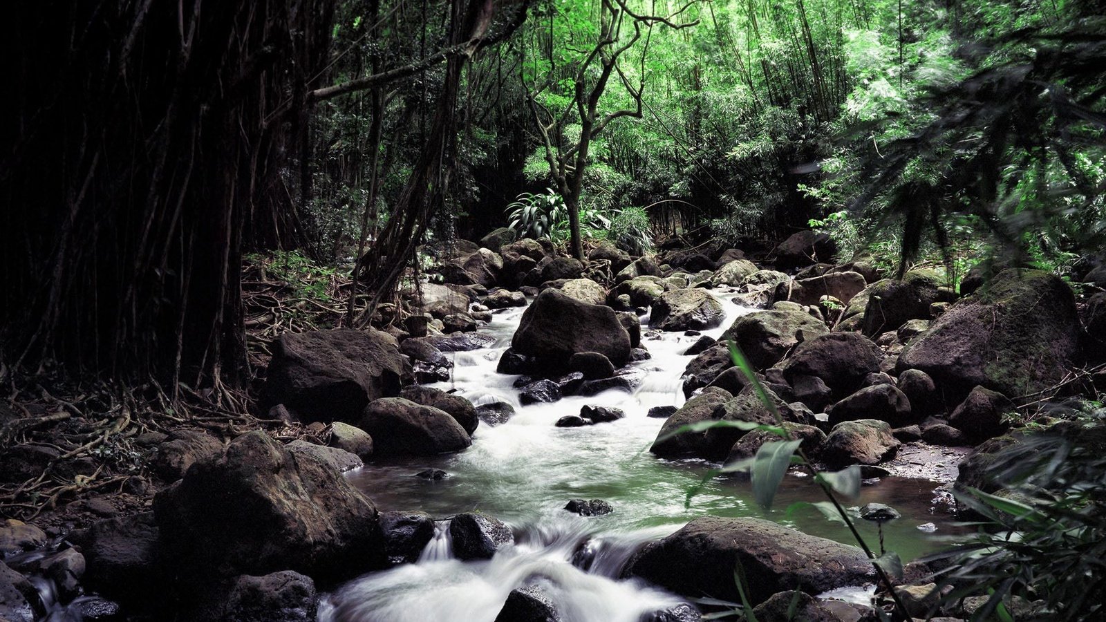 Обои деревья, вода, река, лес, ручей, trees, water, river, forest, stream разрешение 1920x1200 Загрузить