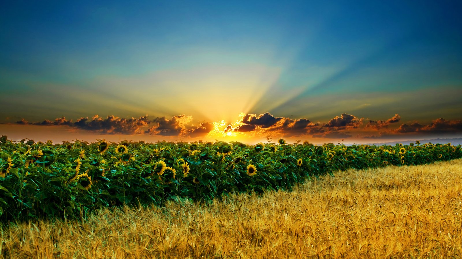 Обои небо, облака, солнце, поле, колосья, подсолнухи, the sky, clouds, the sun, field, ears, sunflowers разрешение 2560x1600 Загрузить