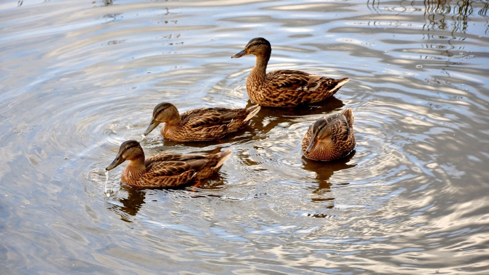 Обои вода, круги, пруд, утки, water, circles, pond, duck разрешение 2560x1600 Загрузить