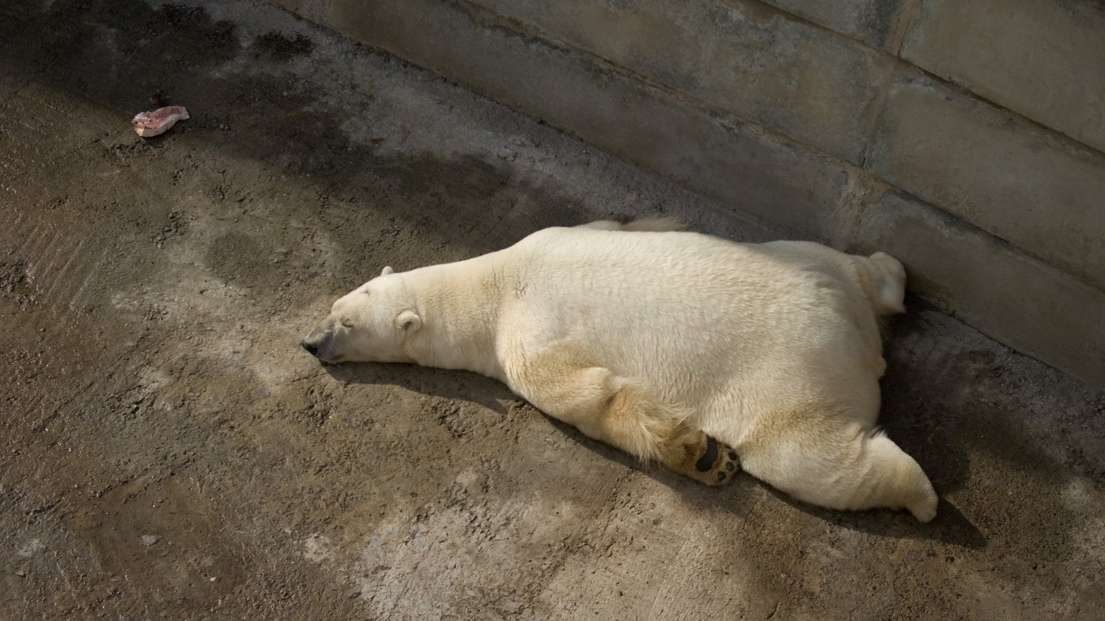 Обои лапы, сон, мясо, белый медведь, paws, sleep, meat, polar bear разрешение 1920x1080 Загрузить