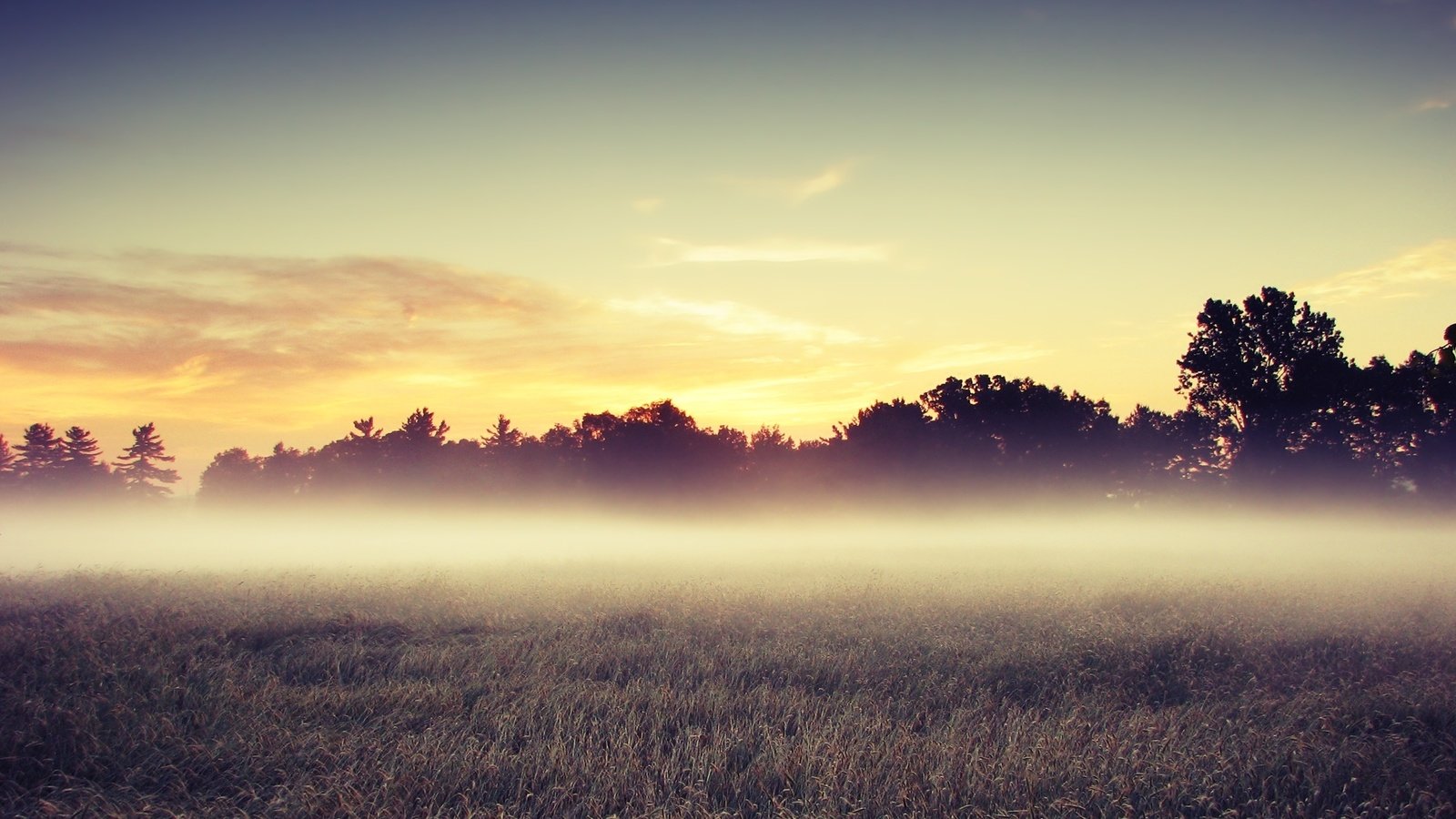 Обои деревья, утро, поле, trees, morning, field разрешение 2560x1600 Загрузить