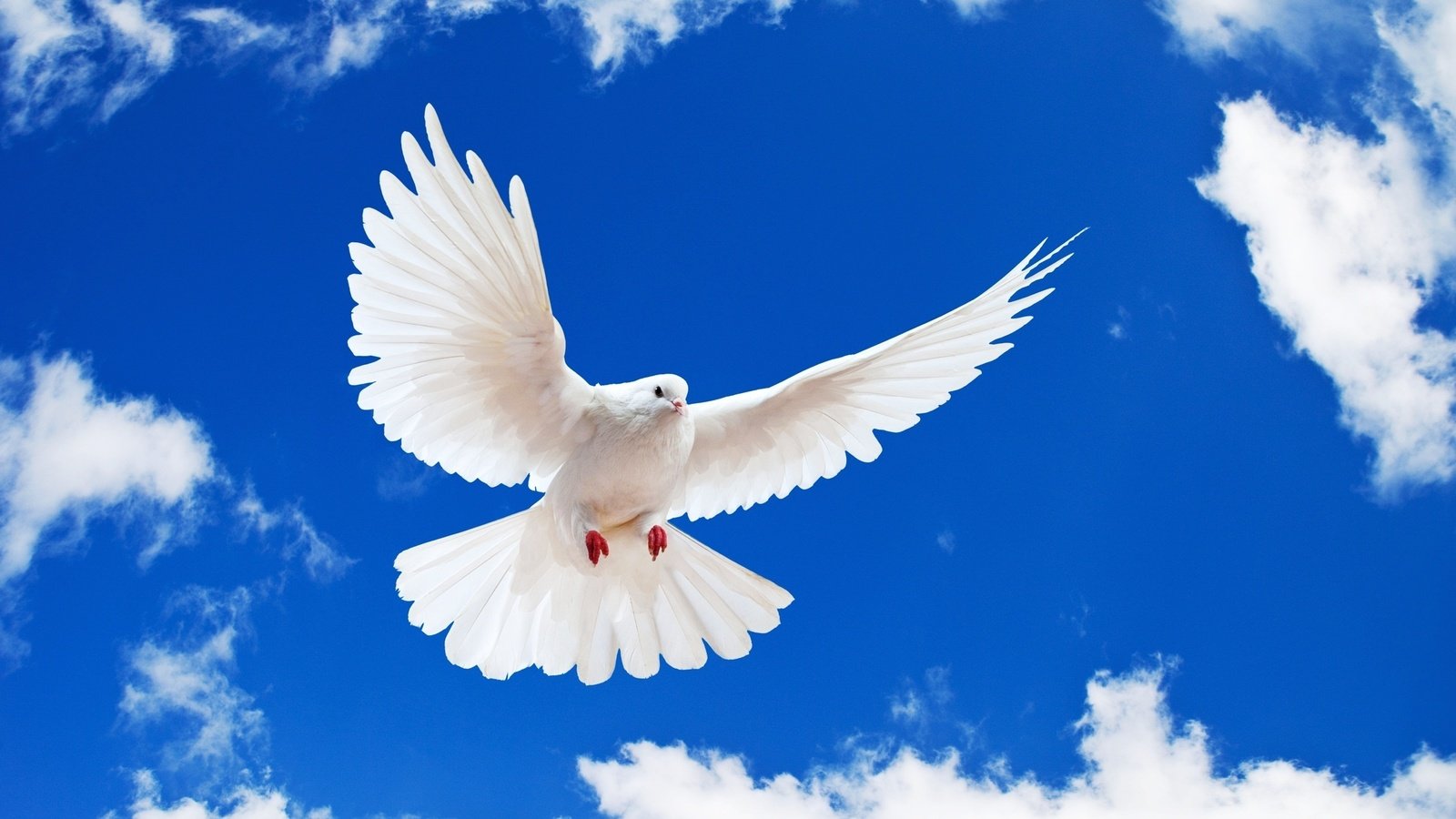 Обои небо, голубь, облака, white dove, полет, крылья, белый, птица, клюв, перья, the sky, dove, clouds, flight, wings, white, bird, beak, feathers разрешение 2560x1600 Загрузить