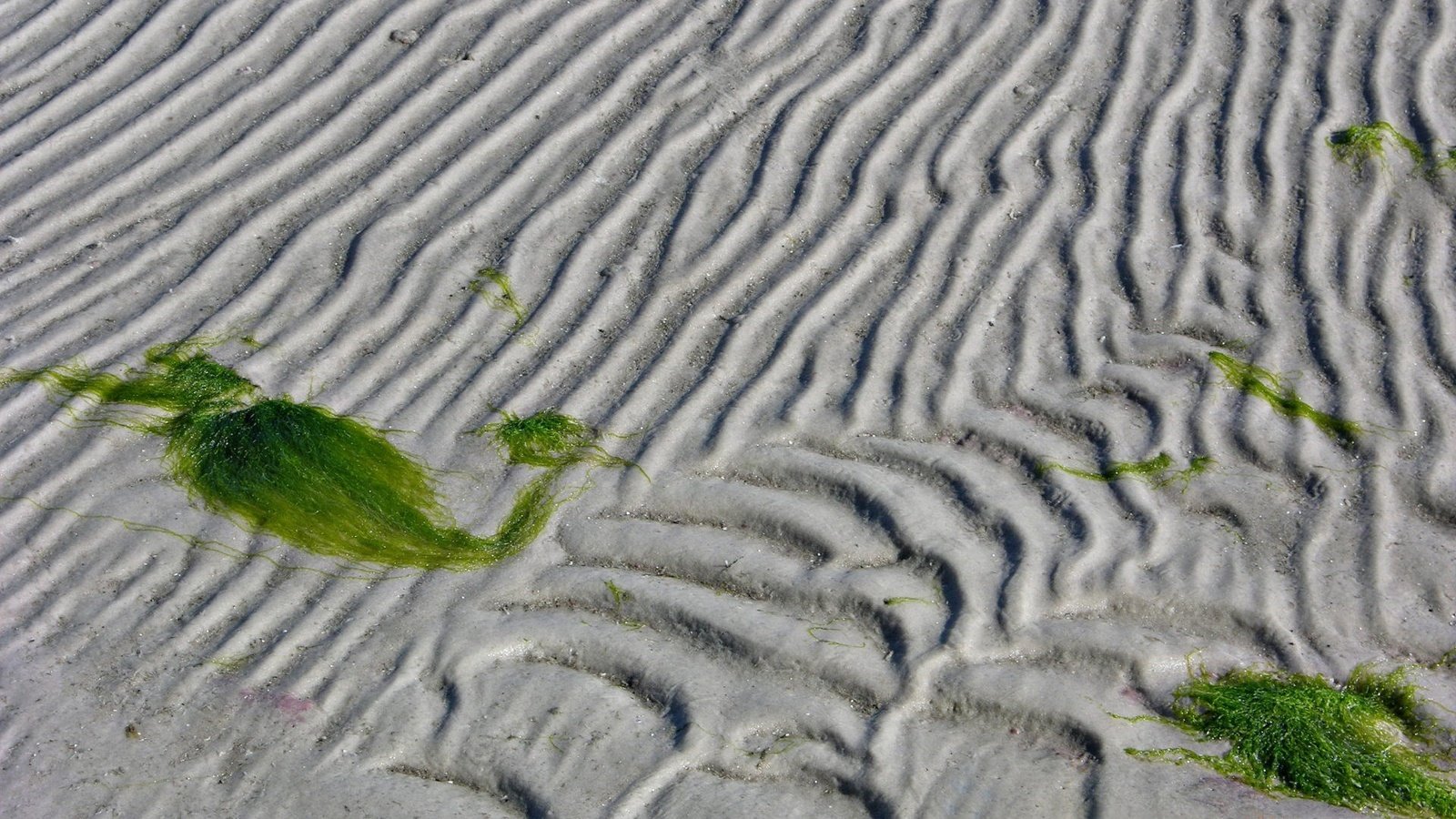 Обои линии, песок, водоросли, line, sand, algae разрешение 1920x1440 Загрузить