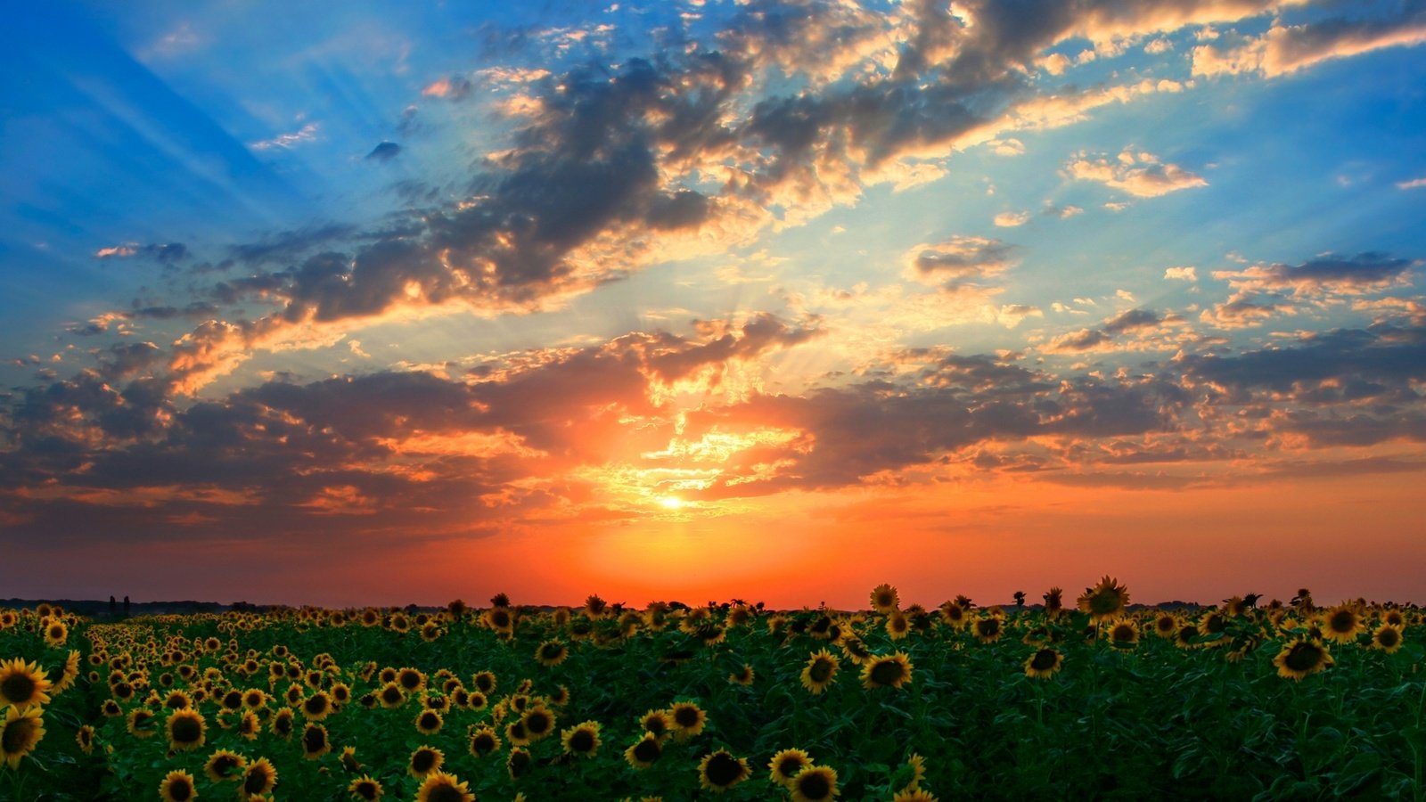 Обои закат, лучи, поле, подсолнухи, солнца, sunset, rays, field, sunflowers, the sun разрешение 1920x1080 Загрузить