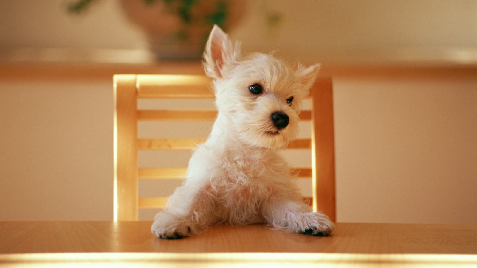 Обои стол, стул, щенок, table, chair, puppy разрешение 2560x1600 Загрузить