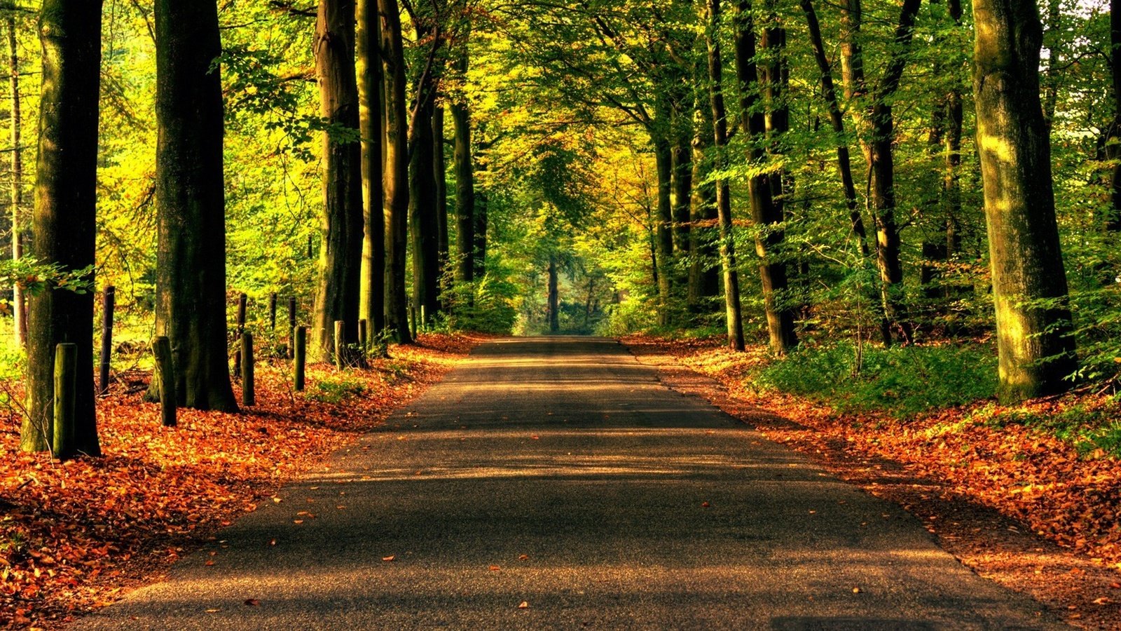 Обои дорога, деревья, природа, обои, лес, асфальт, road, trees, nature, wallpaper, forest, asphalt разрешение 1920x1200 Загрузить