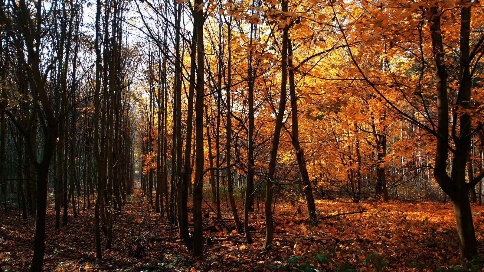Обои деревья, осень, германия, way of wood, trees, autumn, germany разрешение 2500x1563 Загрузить
