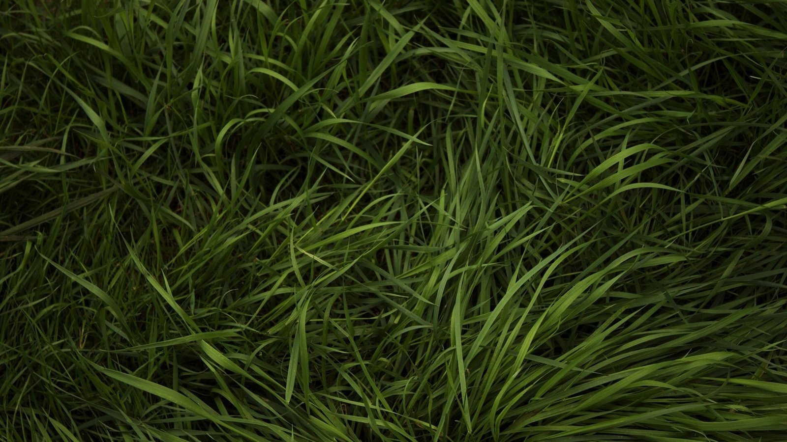 Обои трава, зелень, травка, grass, greens, weed разрешение 1920x1200 Загрузить