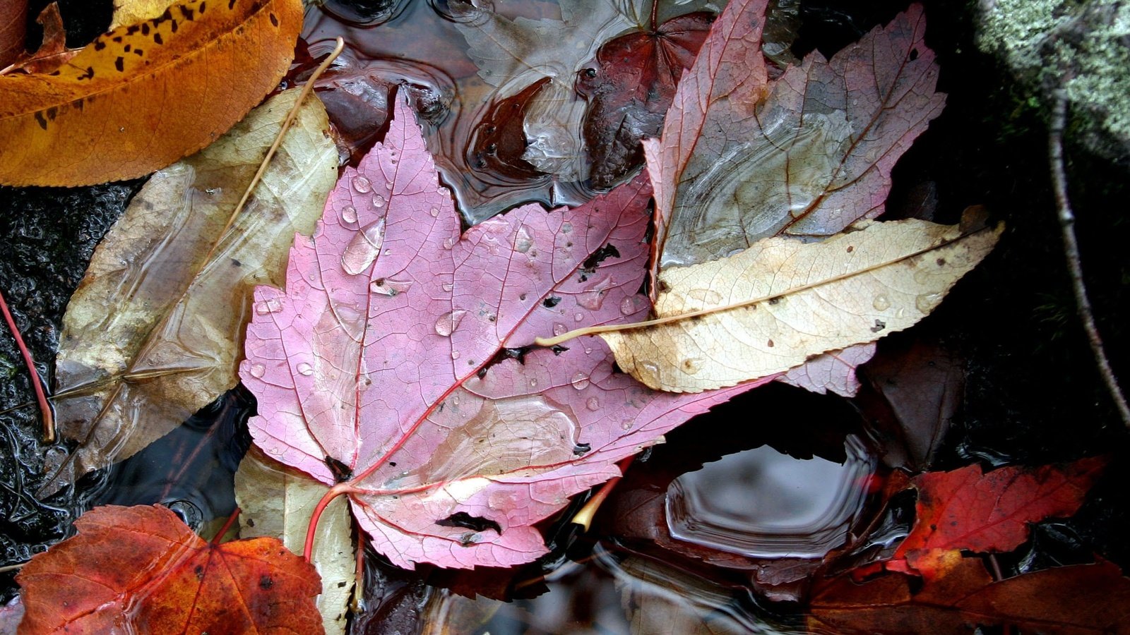 Обои вода, листья, осень, water, leaves, autumn разрешение 2364x1936 Загрузить