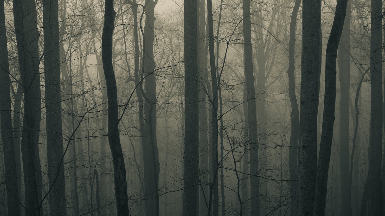 Обои деревья, природа, лес, пейзаж, туман, стволы, trees, nature, forest, landscape, fog, trunks разрешение 2560x1600 Загрузить