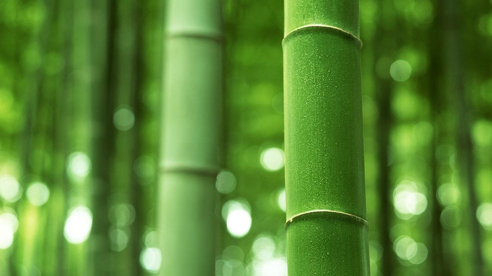 Обои зелёный, бамбук, ствол, стебель, green, bamboo, trunk, stem разрешение 1920x1200 Загрузить