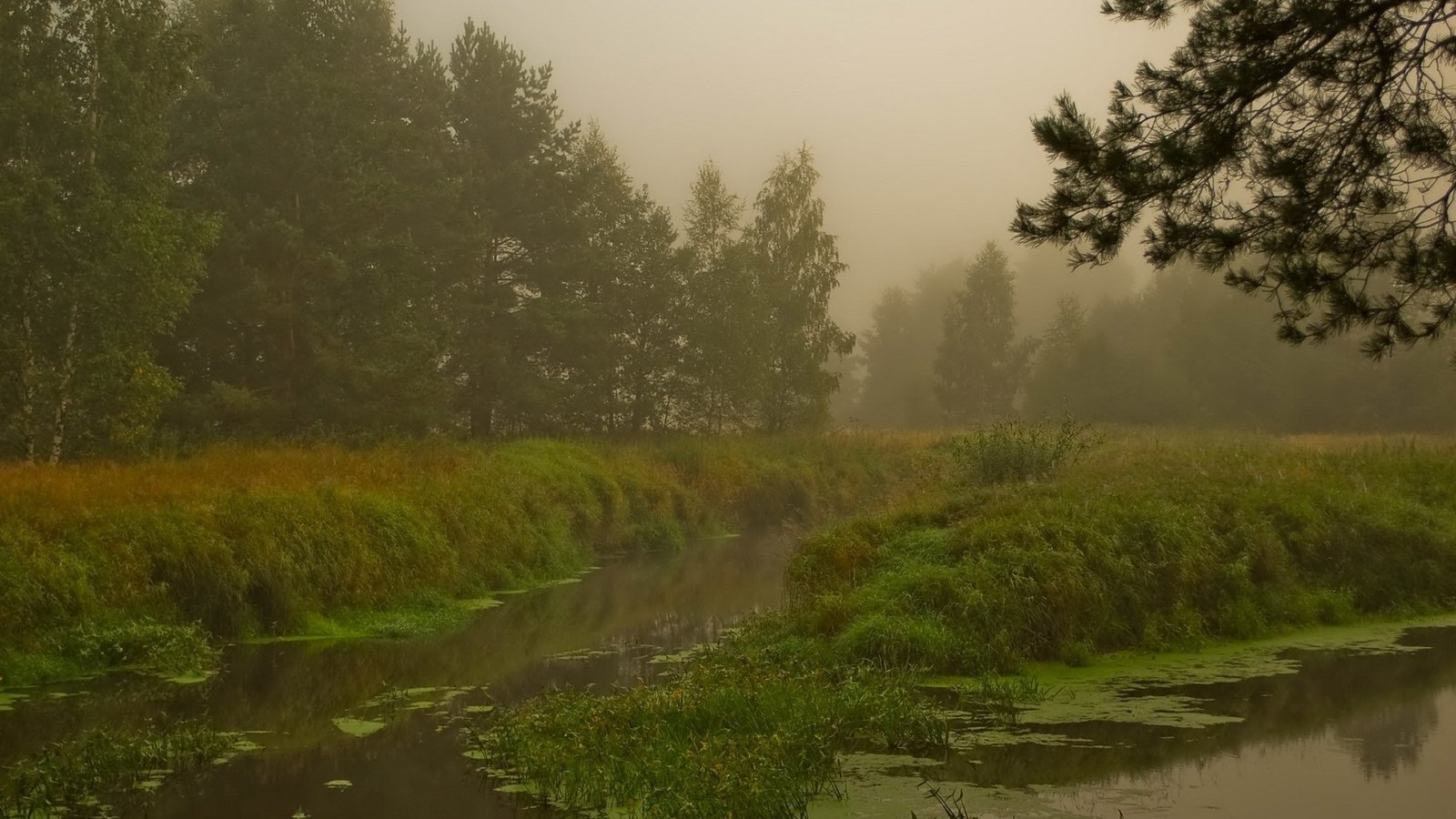 Обои лес, болото, туман, forest, swamp, fog разрешение 1920x1200 Загрузить