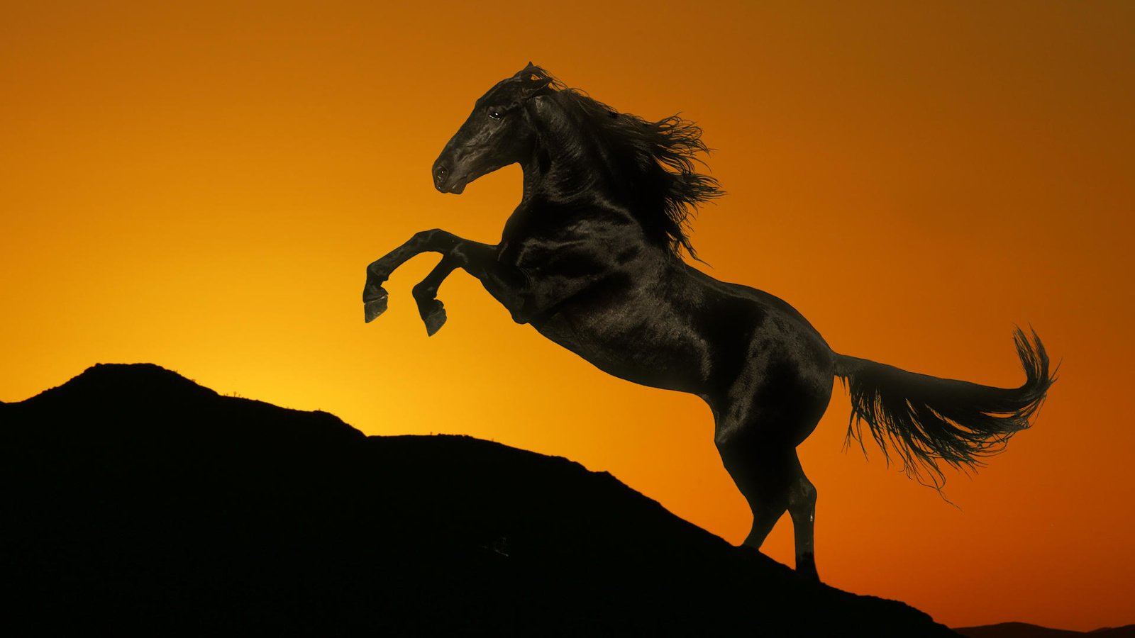 Обои лошадь, закат, гора, черный, конь, грива, хвост, жеребец, horse, sunset, mountain, black, mane, tail, stallion разрешение 1920x1080 Загрузить