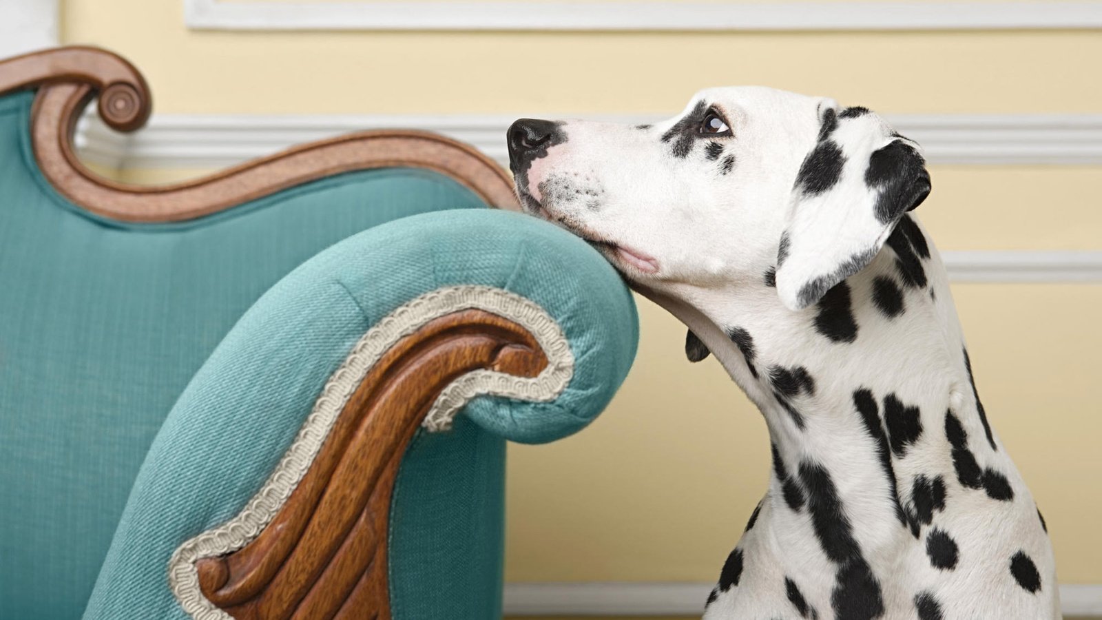 Обои взгляд, собака, кресло, пес, далматинец, look, dog, chair, dalmatians разрешение 1920x1200 Загрузить