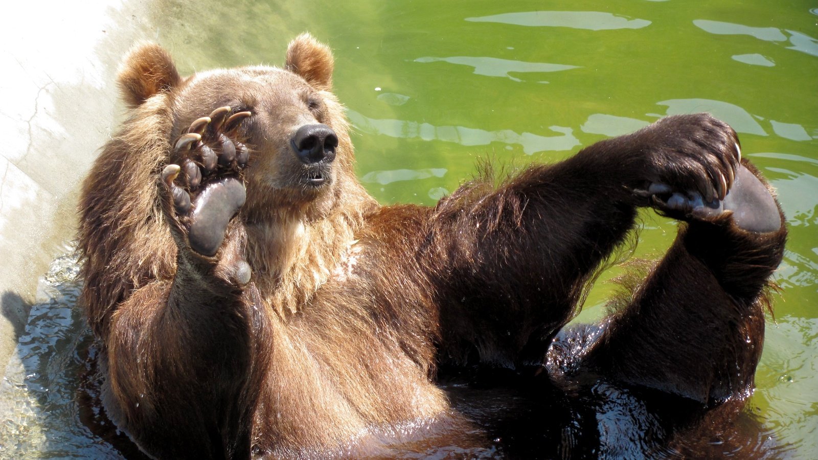 Обои морда, вода, камни, медведь, бассейн, привет, лапа, face, water, stones, bear, pool, hi, paw разрешение 3648x2736 Загрузить